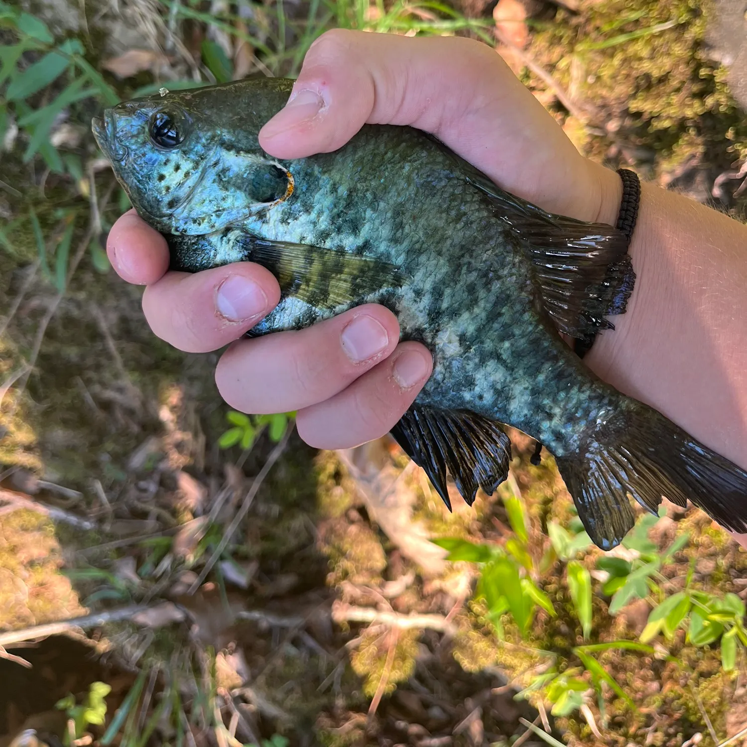 The most recent Redear x bluegill catches on Fishbrain