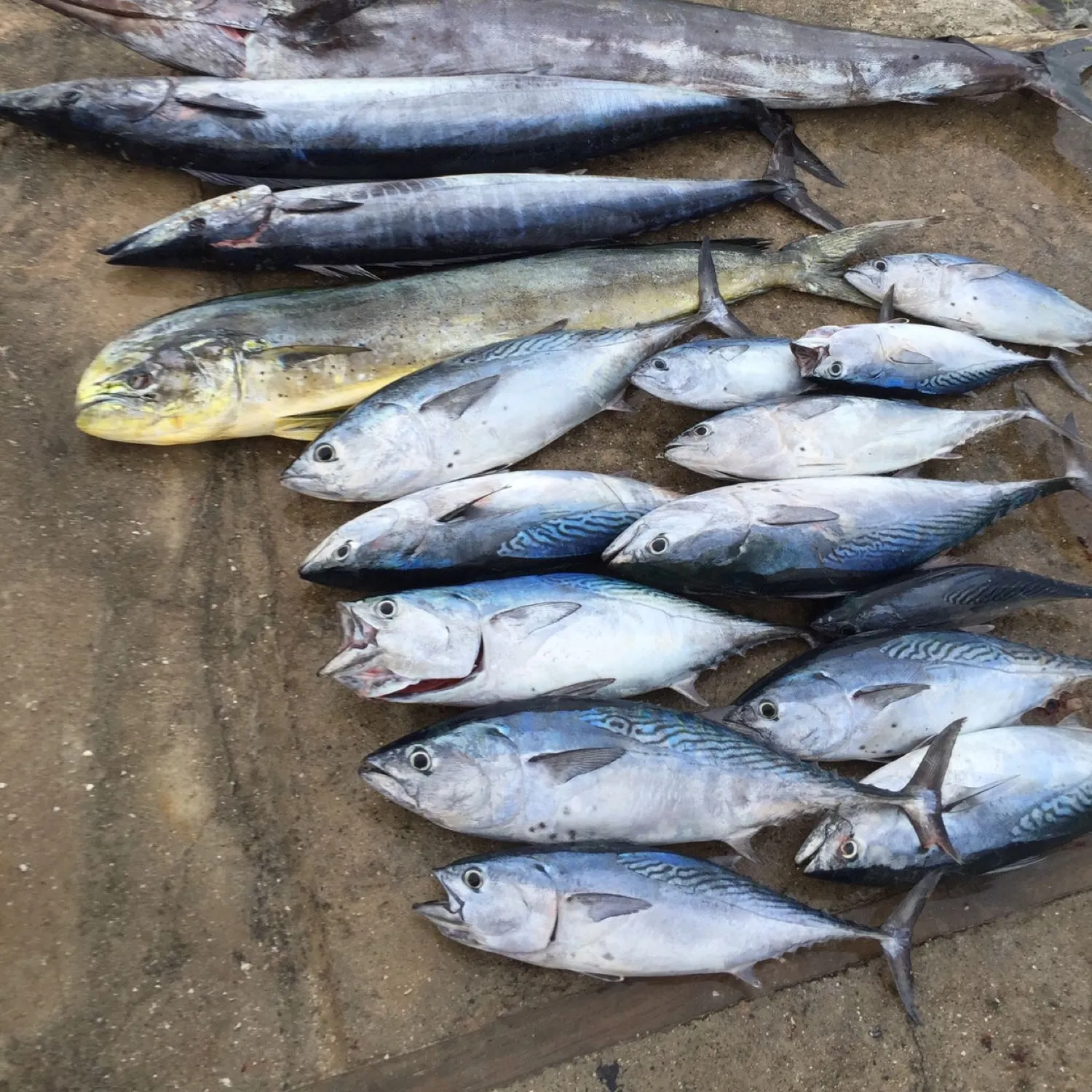 recently logged catches