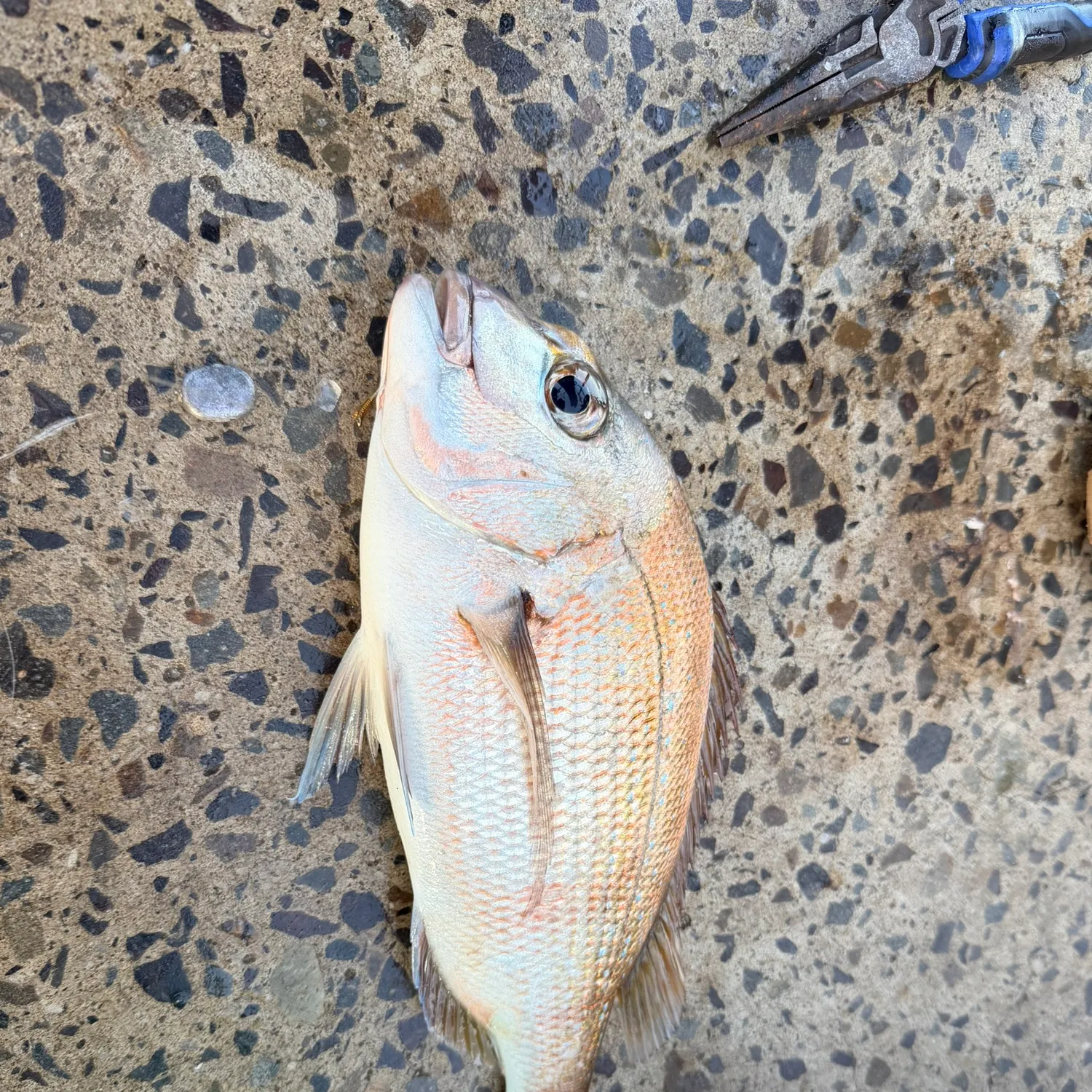 The most recent Australasian snapper catches on Fishbrain