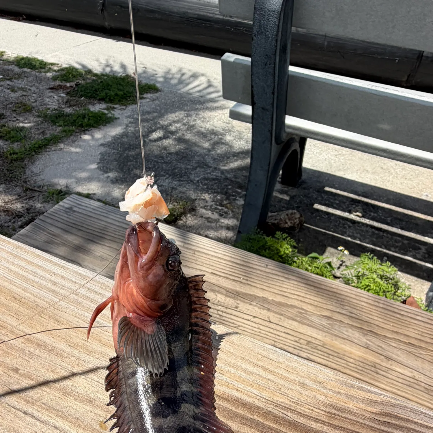 The most recent Hairy blenny catches on Fishbrain