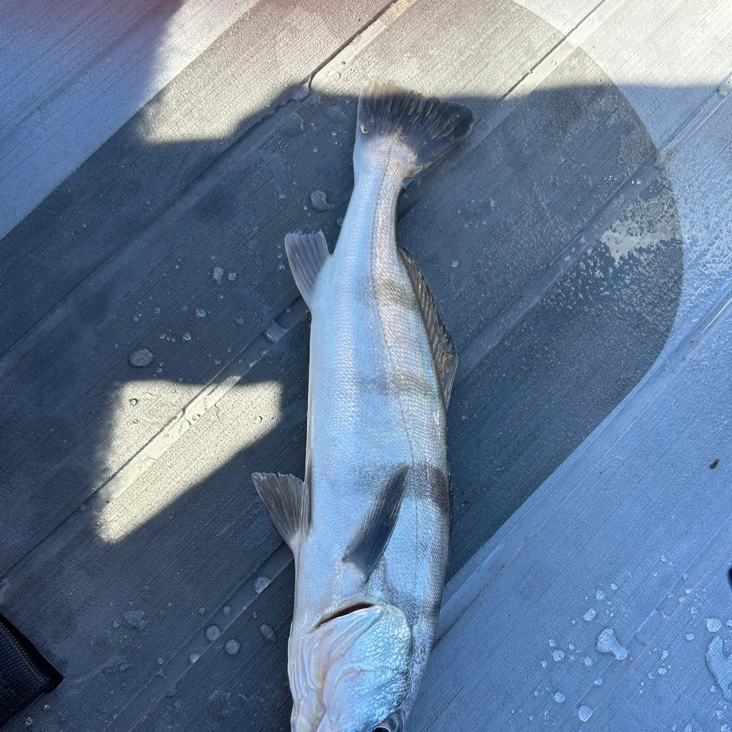 The most recent White seabass catches on Fishbrain