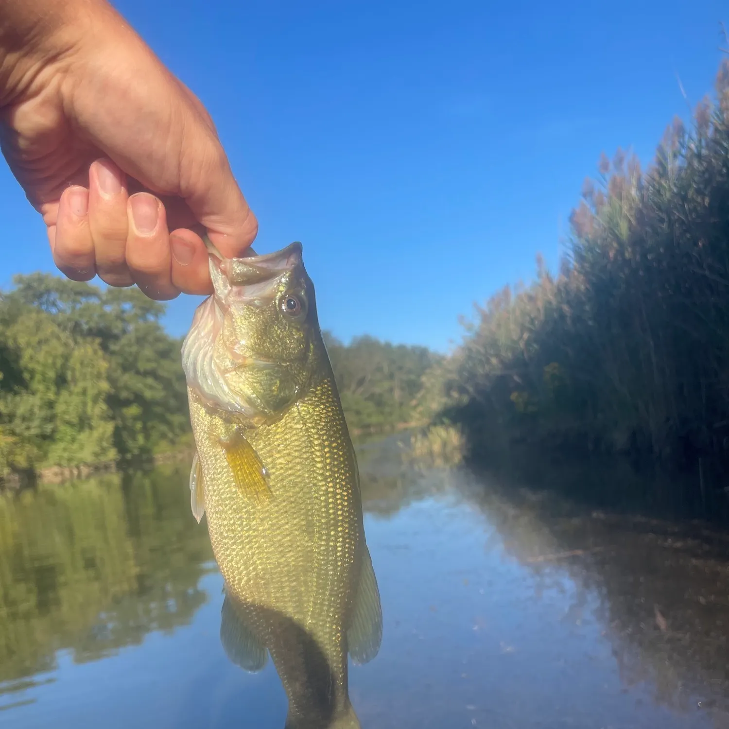 Largemouth bass caught on Fishbrain