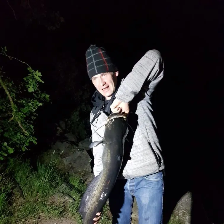 The most recent Wels catfish catches on Fishbrain