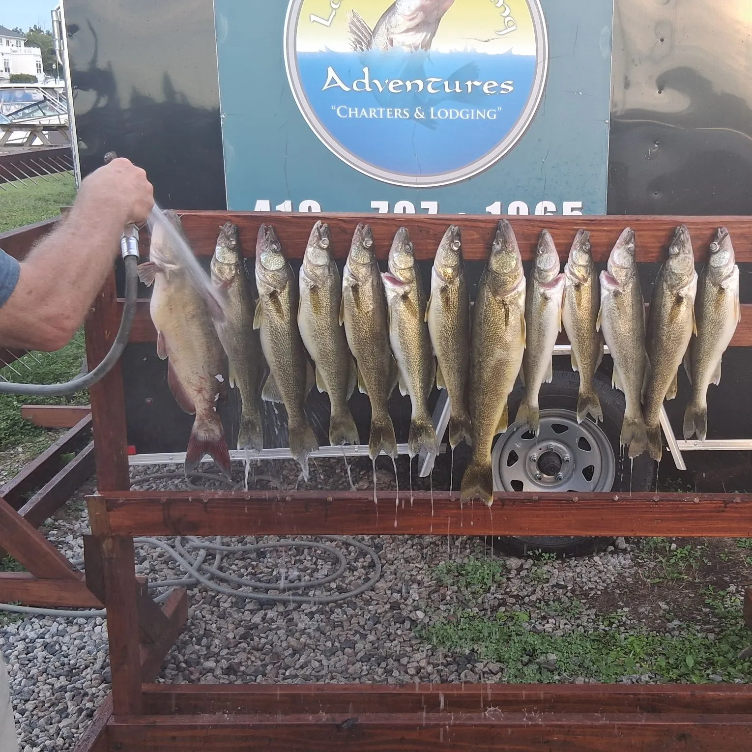 Walleye caught on Fishbrain