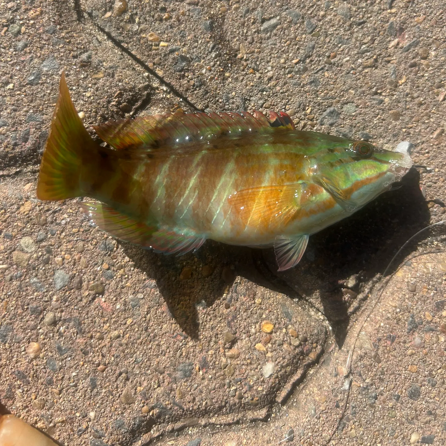 The most recent Gunther's wrasse catches on Fishbrain