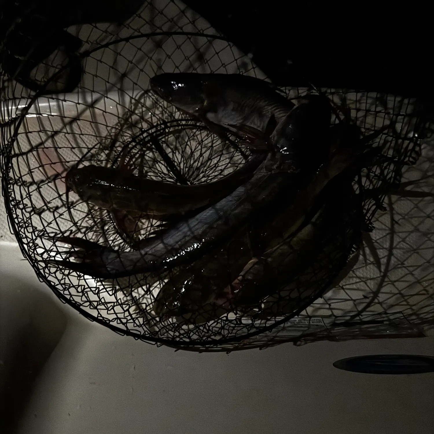 The most recent Blue catfish catches on Fishbrain