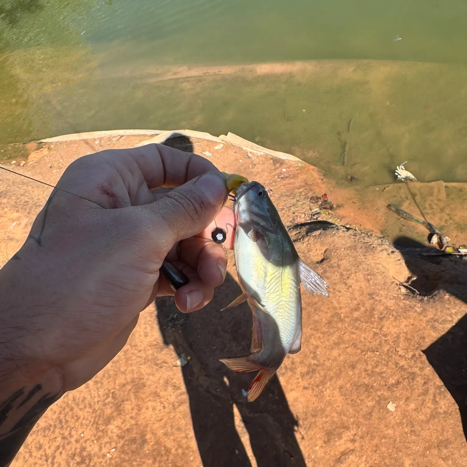 Black bullhead caught on Fishbrain