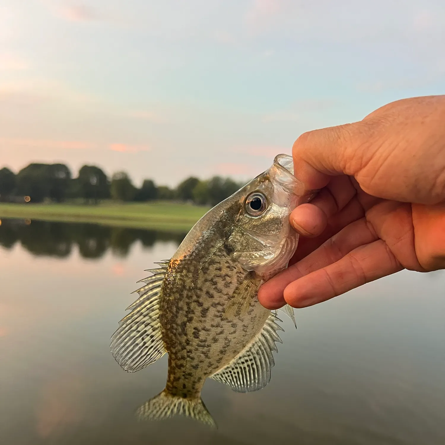 Black crappie caught on Fishbrain