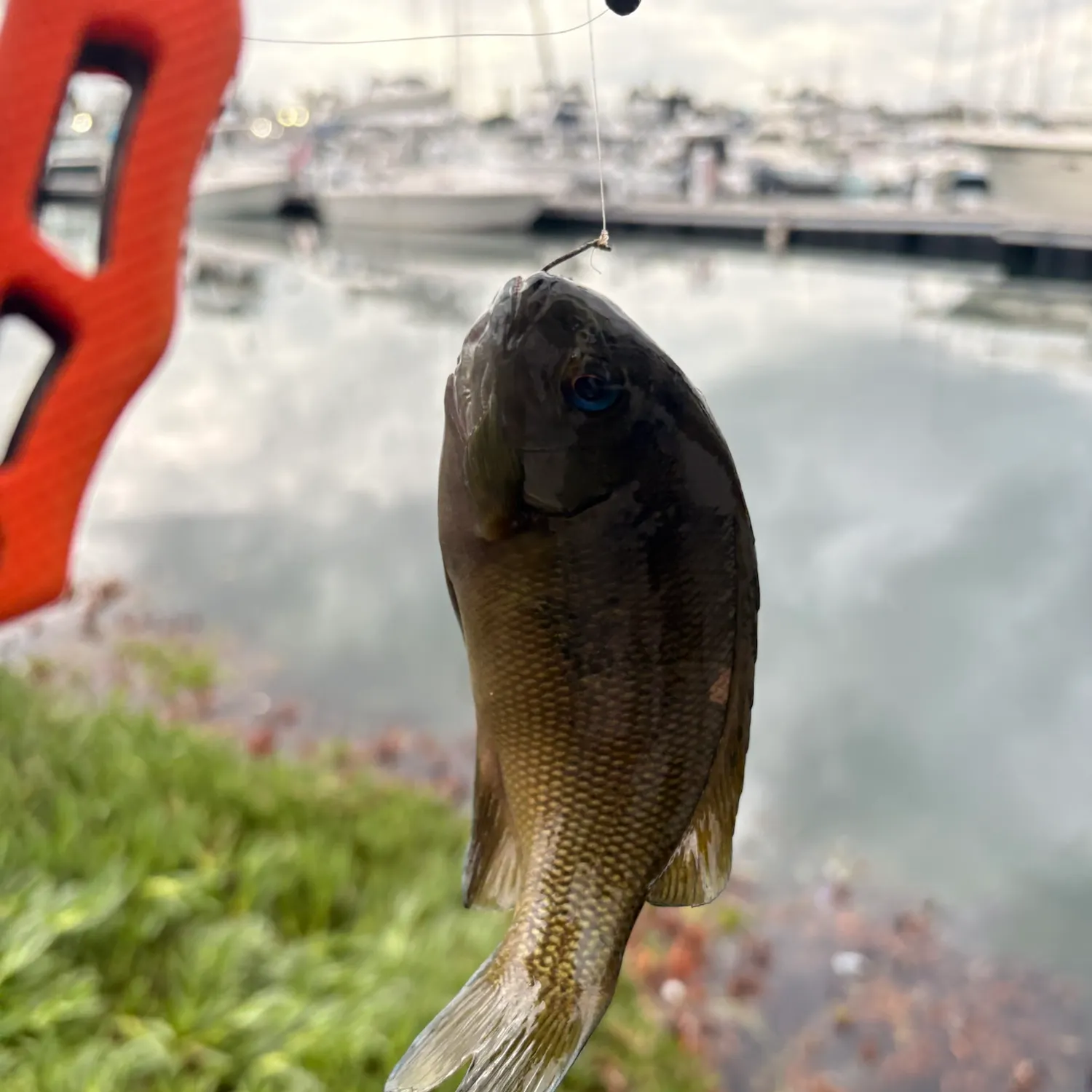 Opaleye caught on Fishbrain