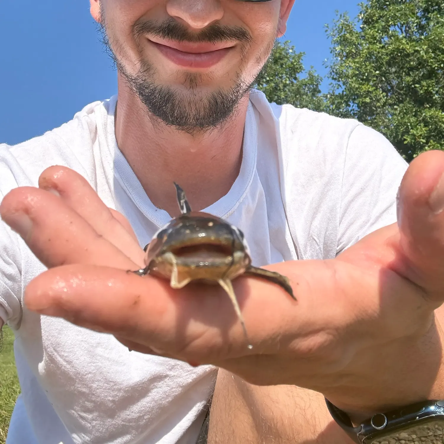 Black bullhead caught on Fishbrain