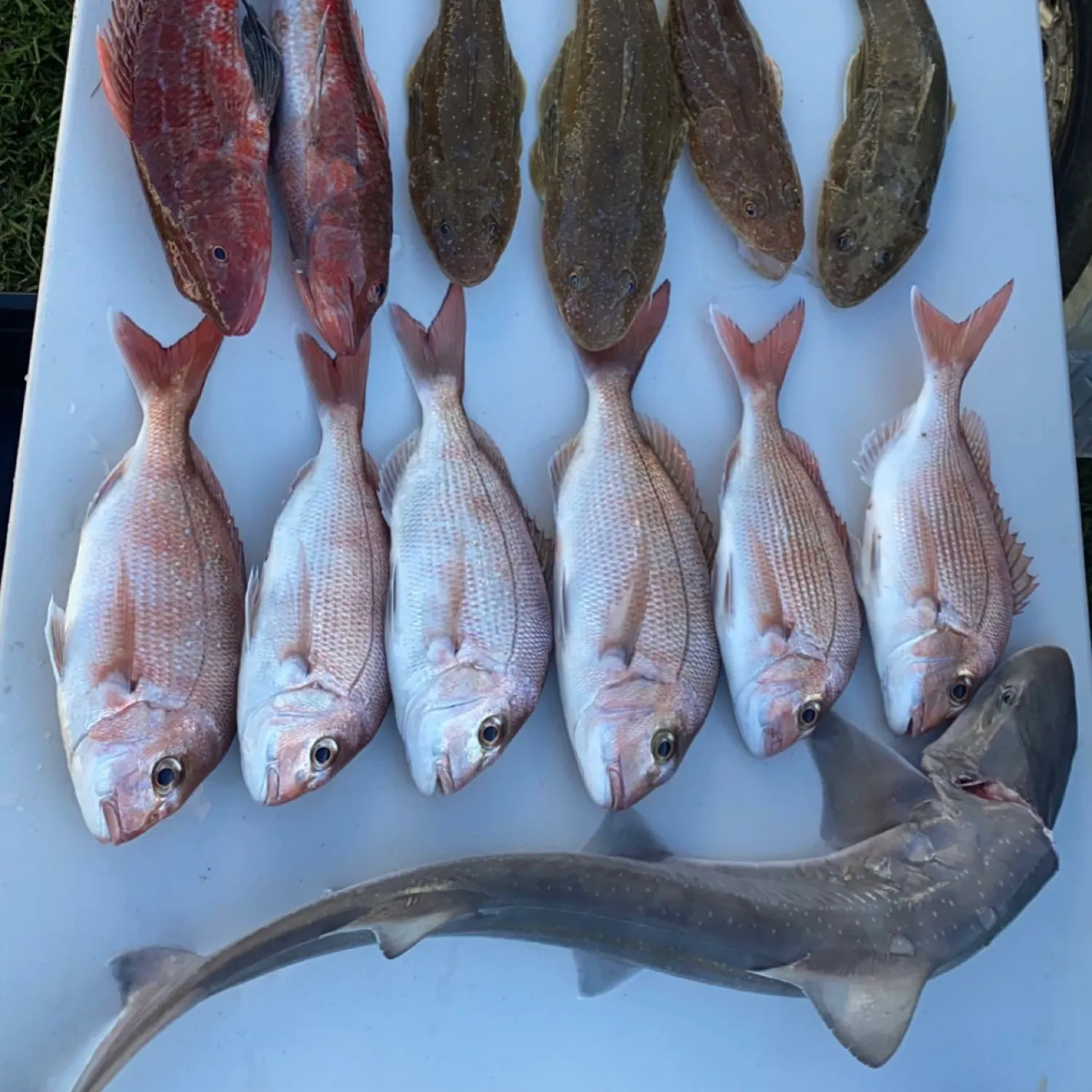 recently logged catches