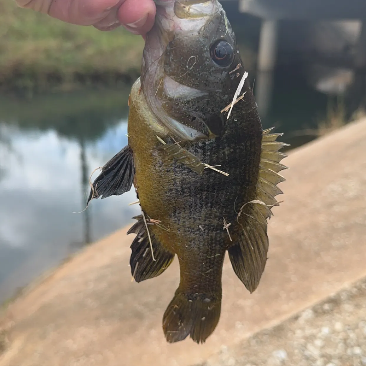 Bluegill caught on Fishbrain