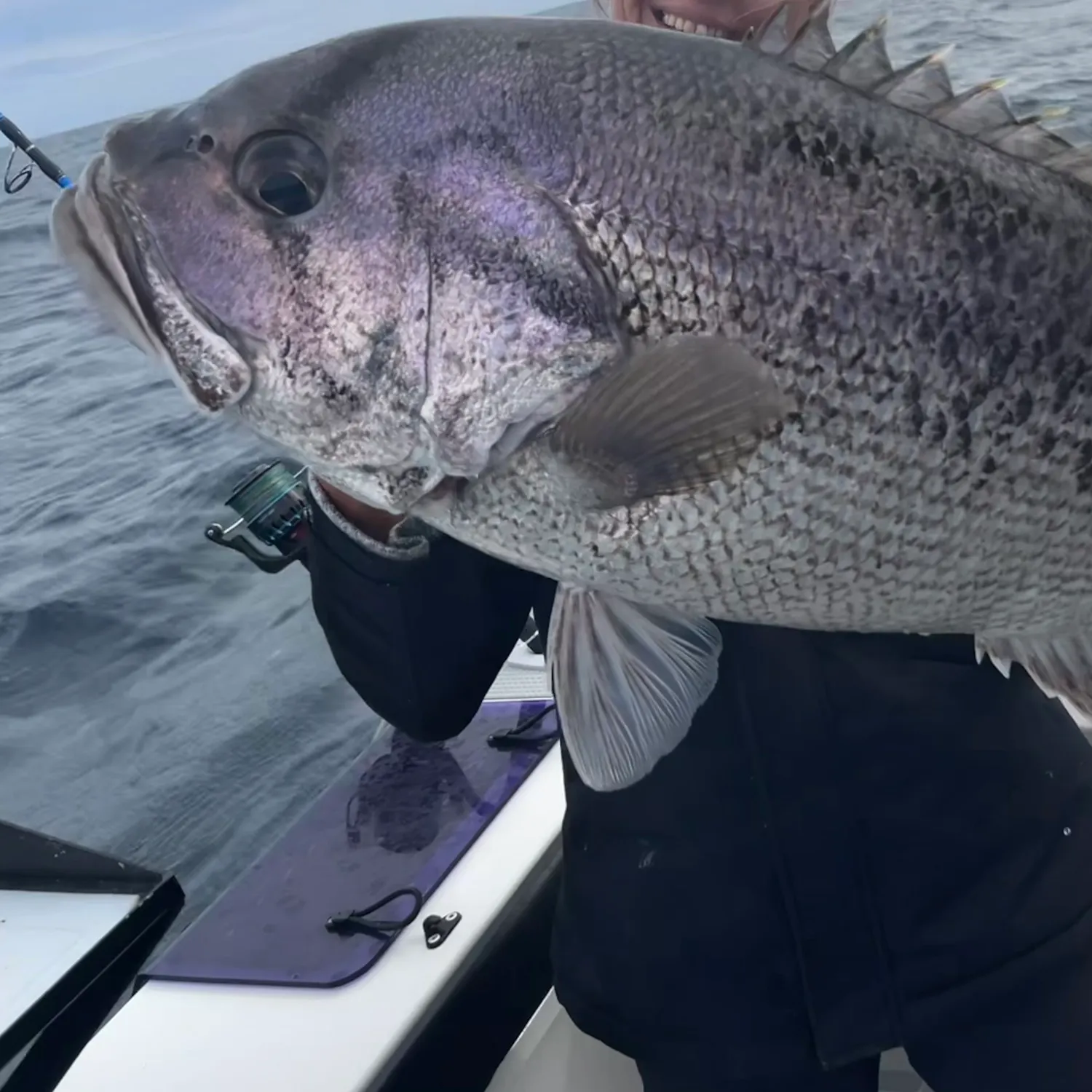 The most recent Westralian jewfish catches on Fishbrain