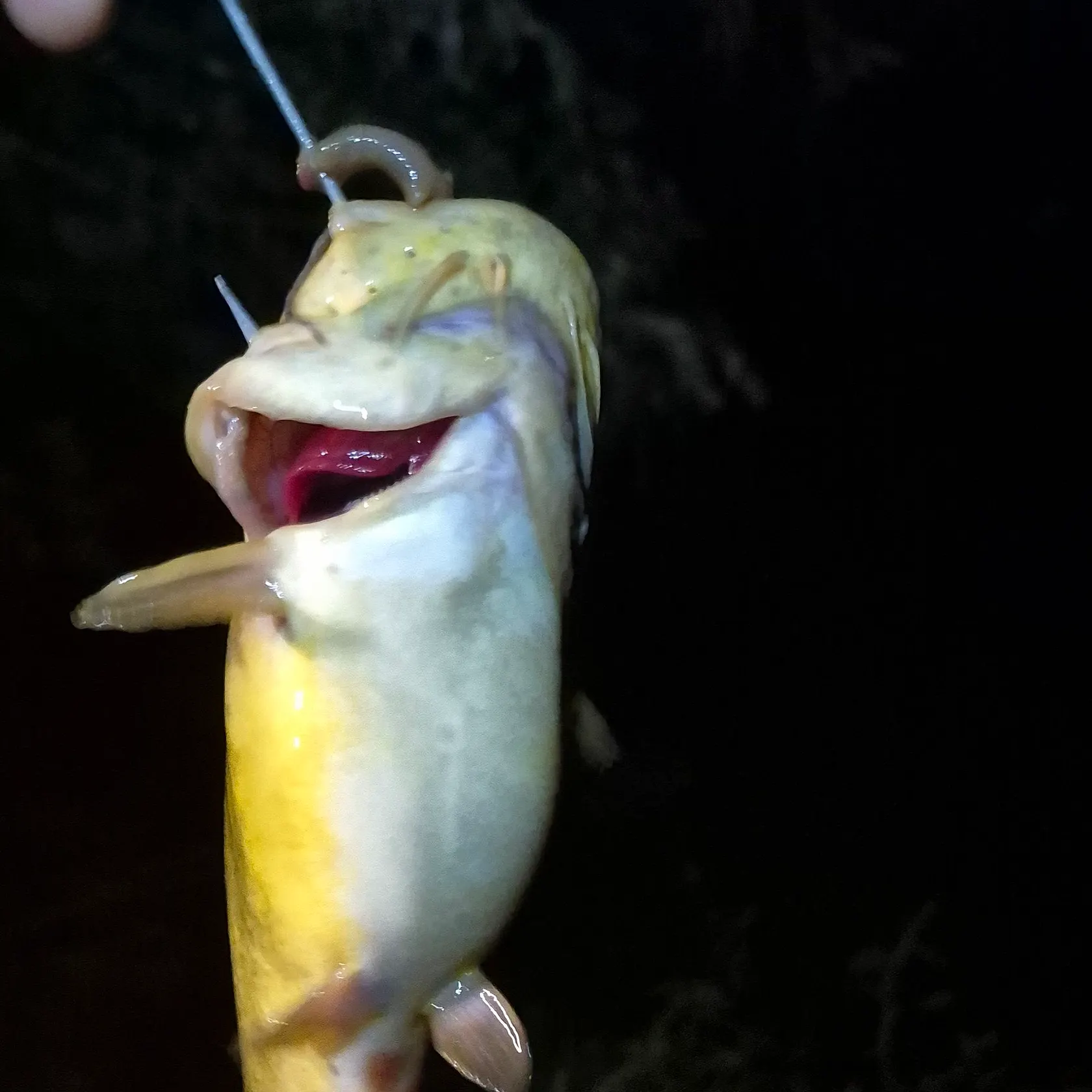 Yellow bullhead caught on Fishbrain