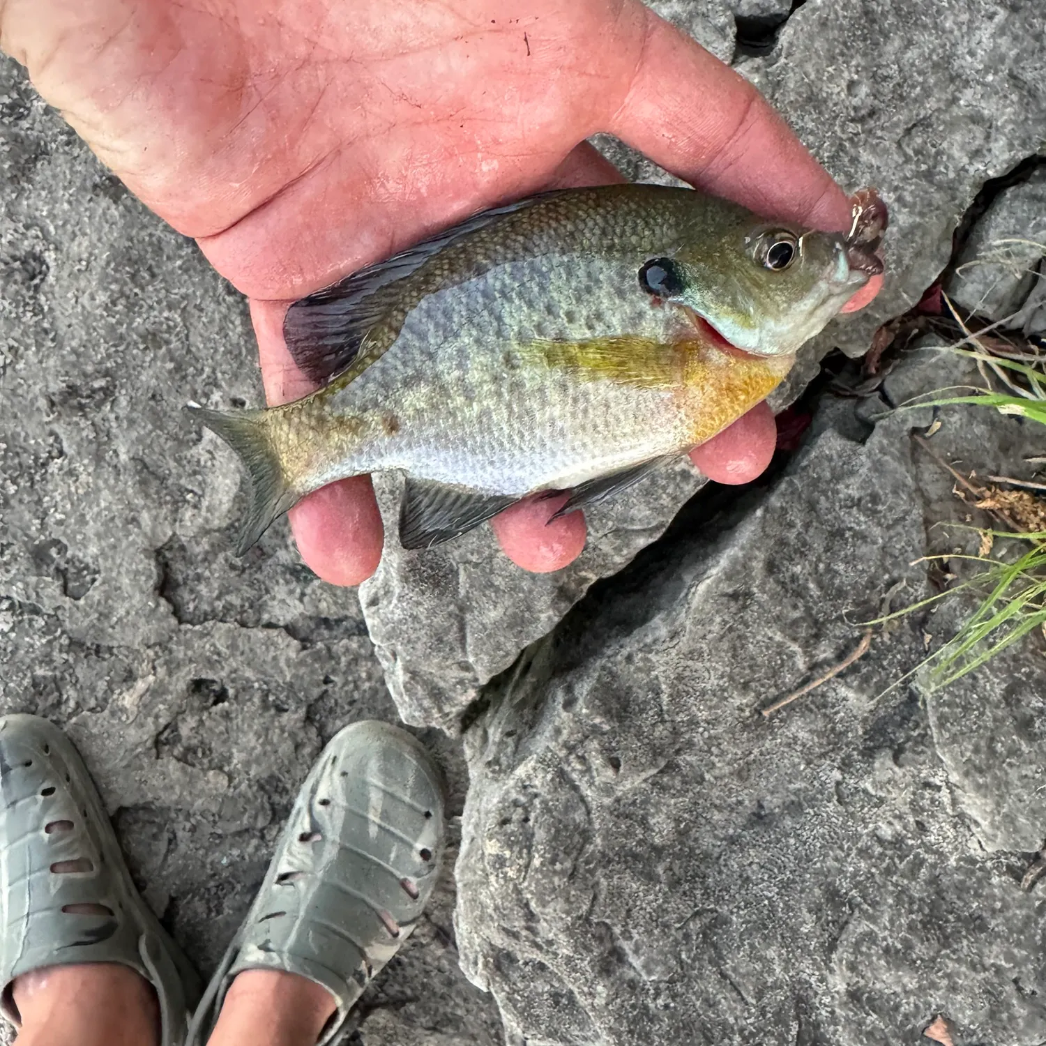 Bluegill caught on Fishbrain