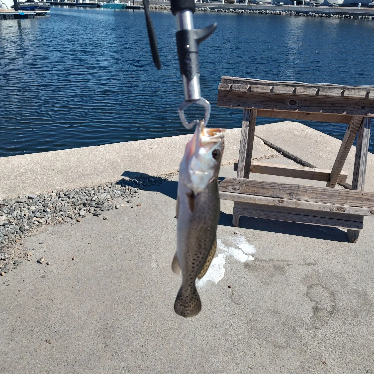 Spotted seatrout caught on Fishbrain