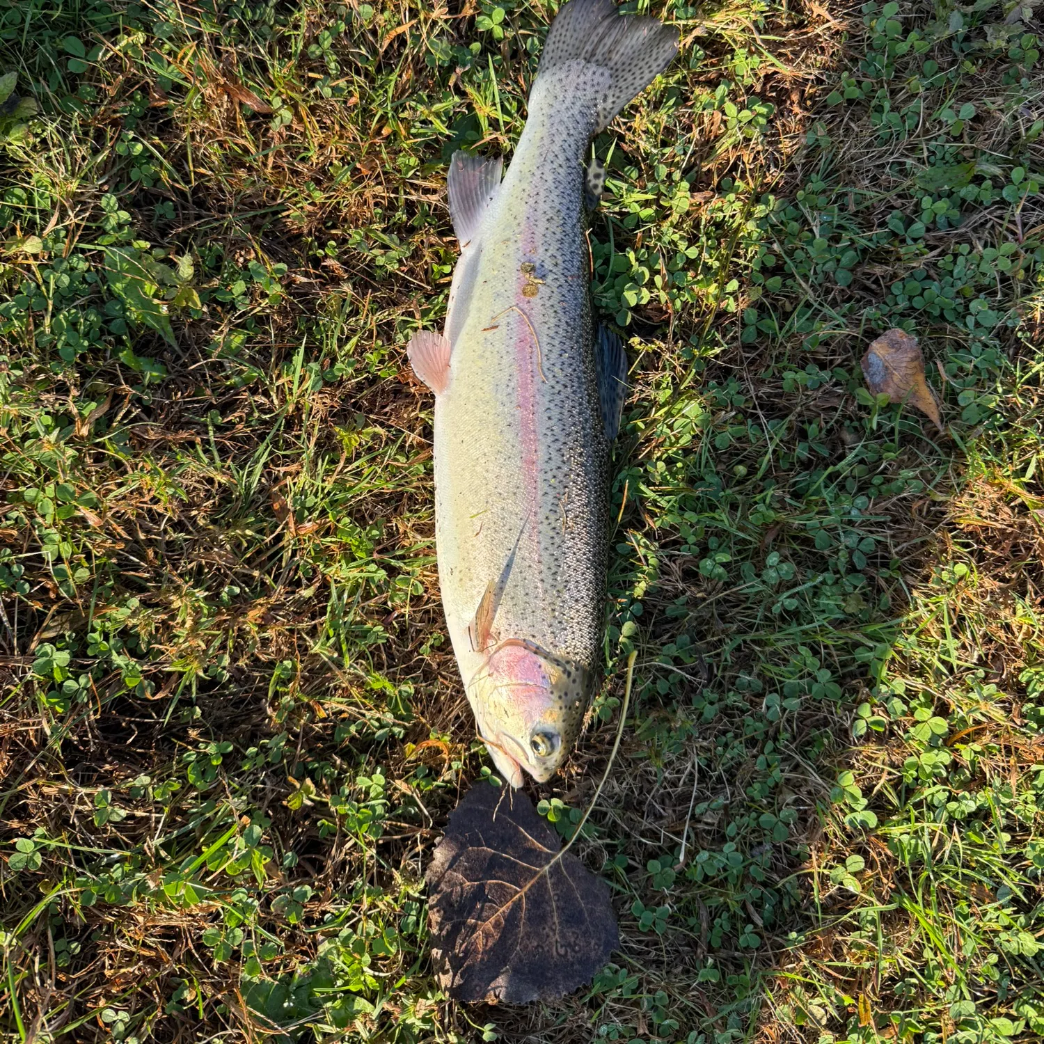 Rainbow trout caught on Fishbrain