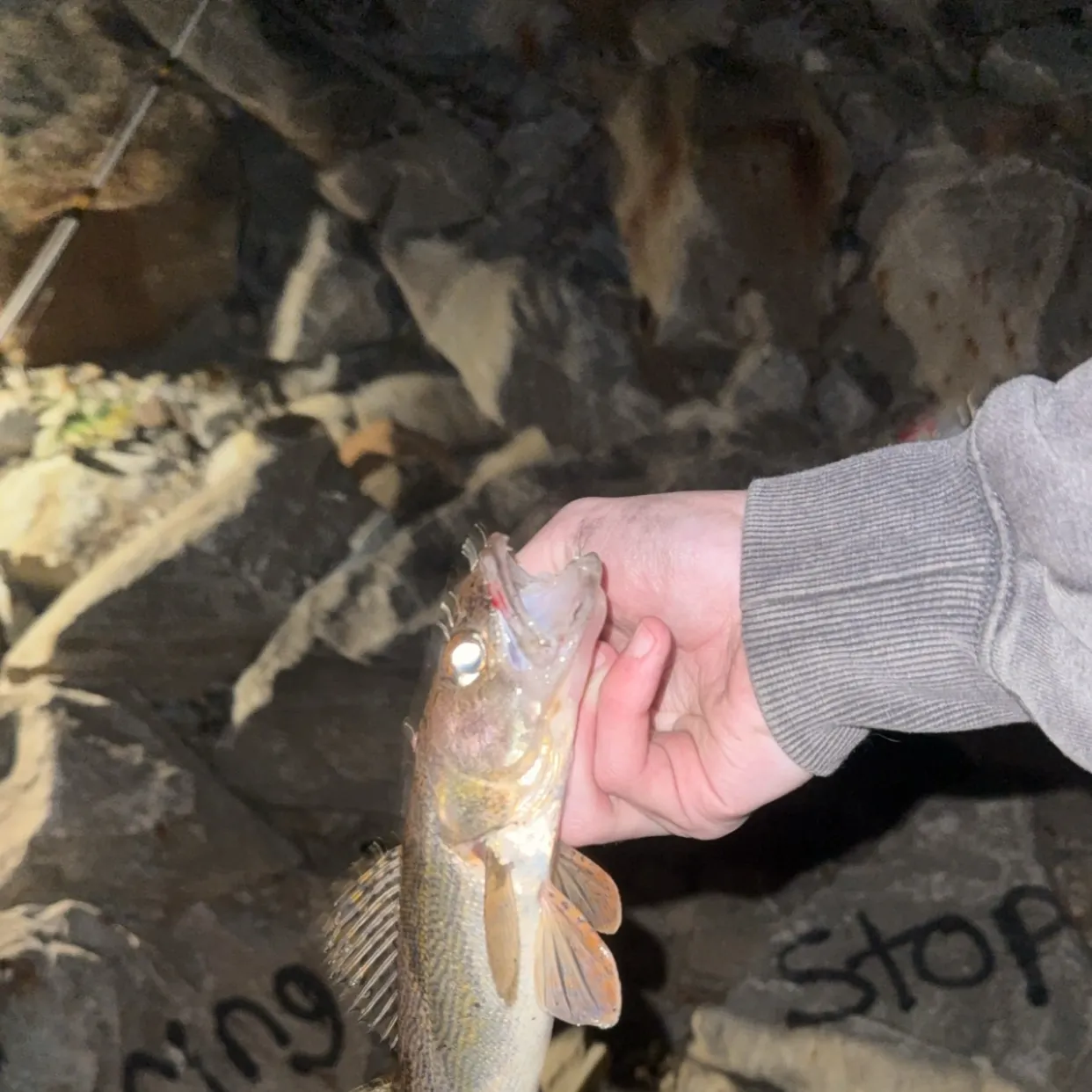 Sauger caught on Fishbrain