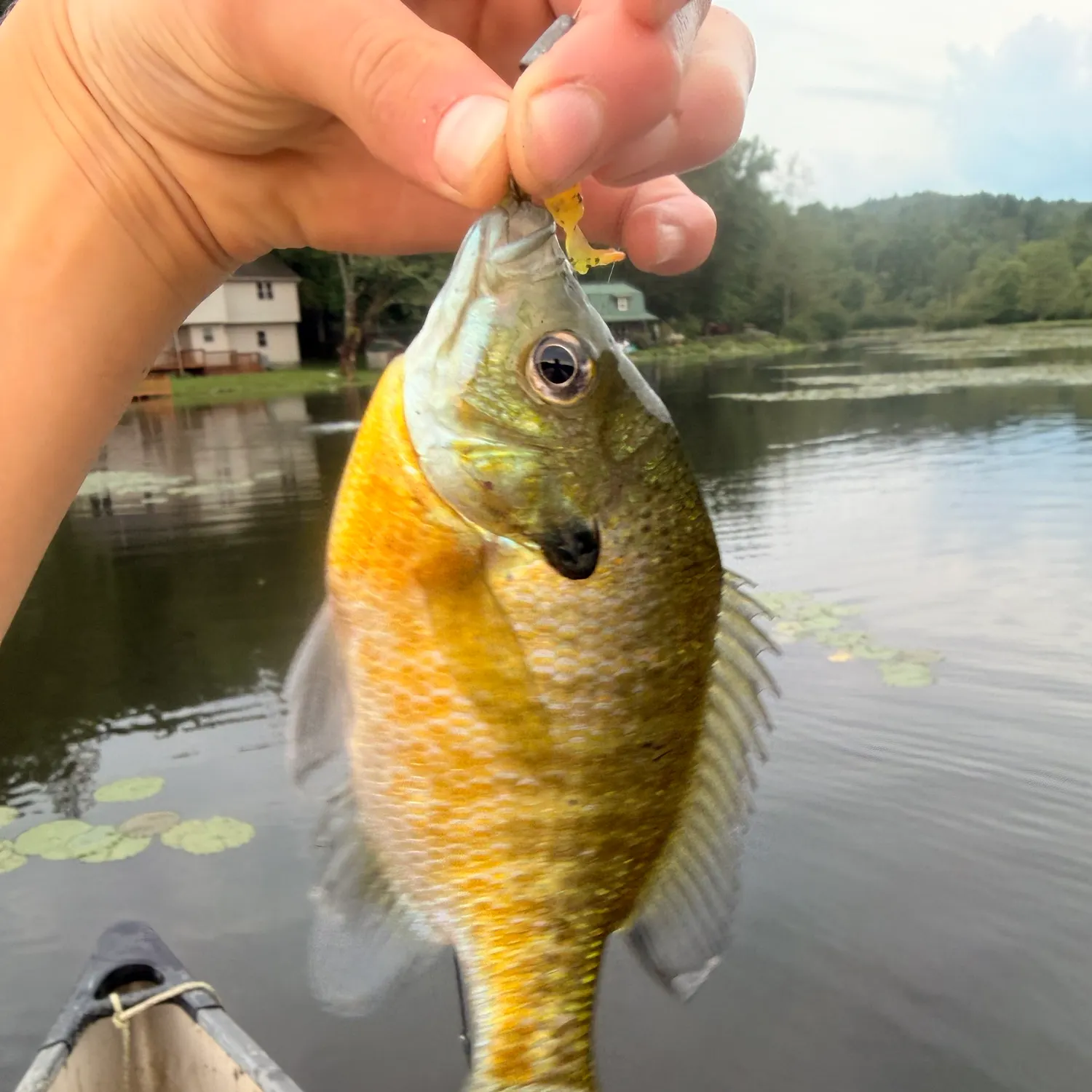 Bluegill caught on Fishbrain