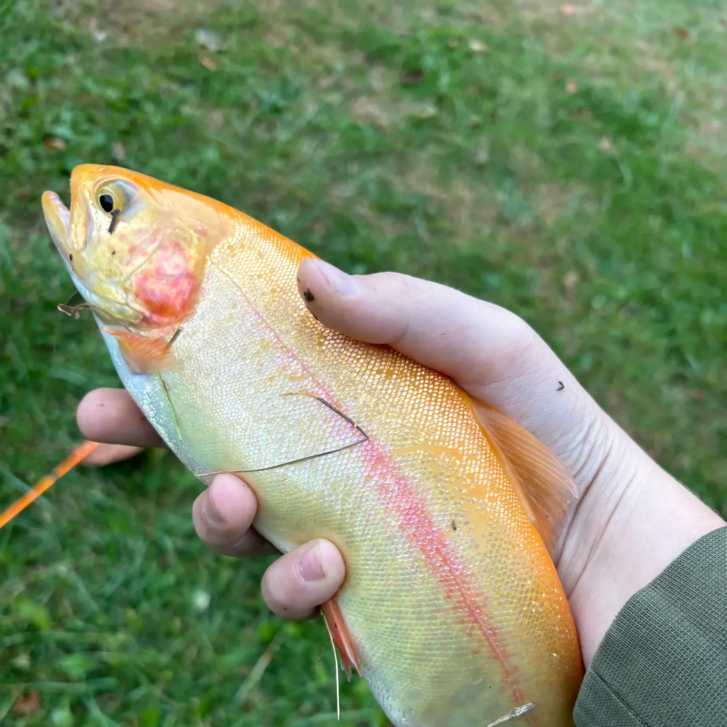 The most recent Golden rainbow trout catches on Fishbrain