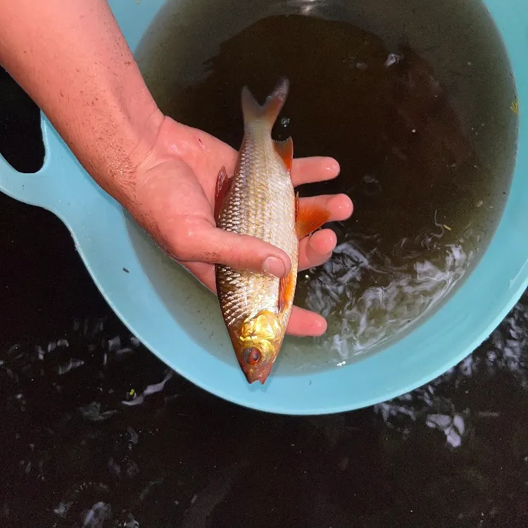 The most recent Common roach catches on Fishbrain