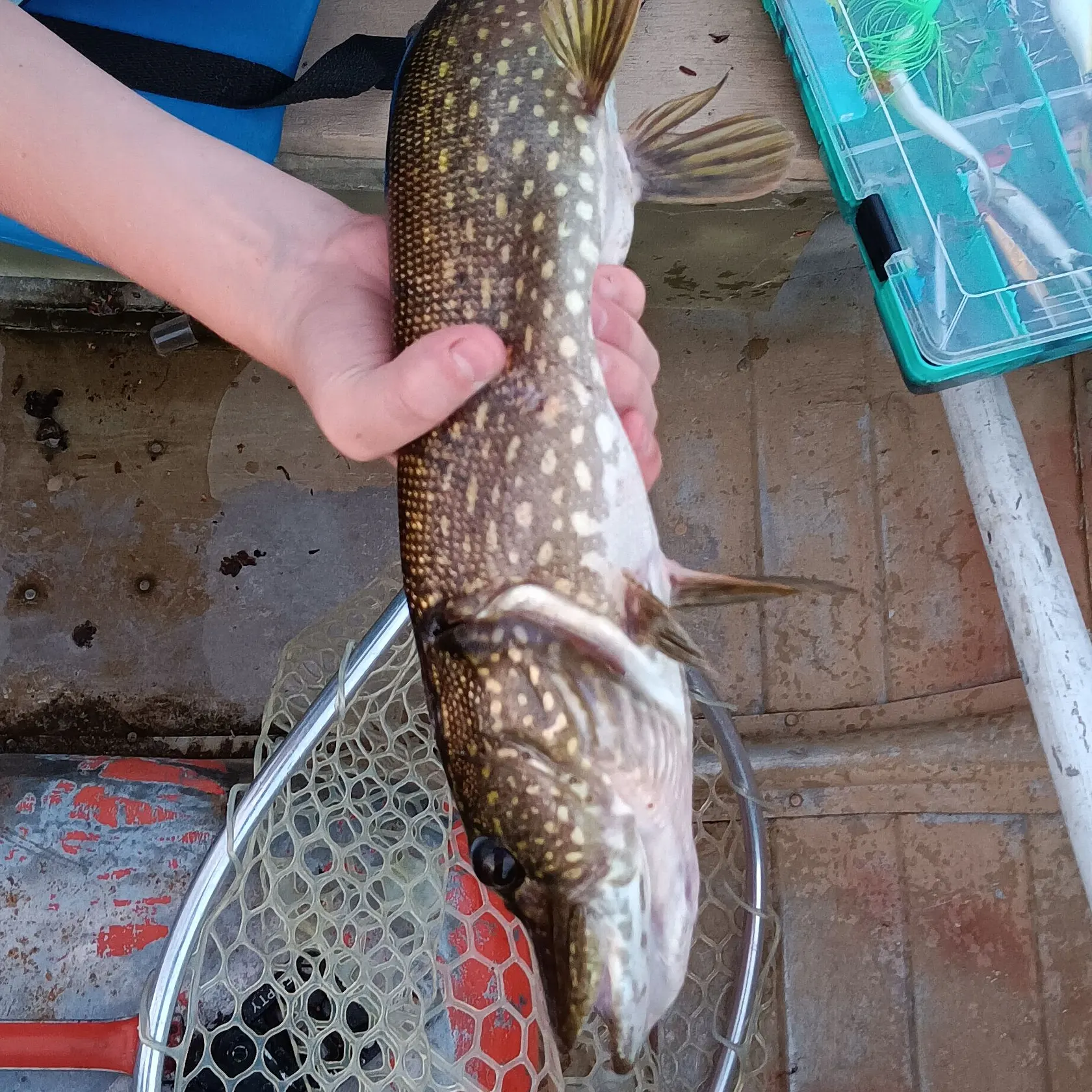 Northern pike caught on Fishbrain