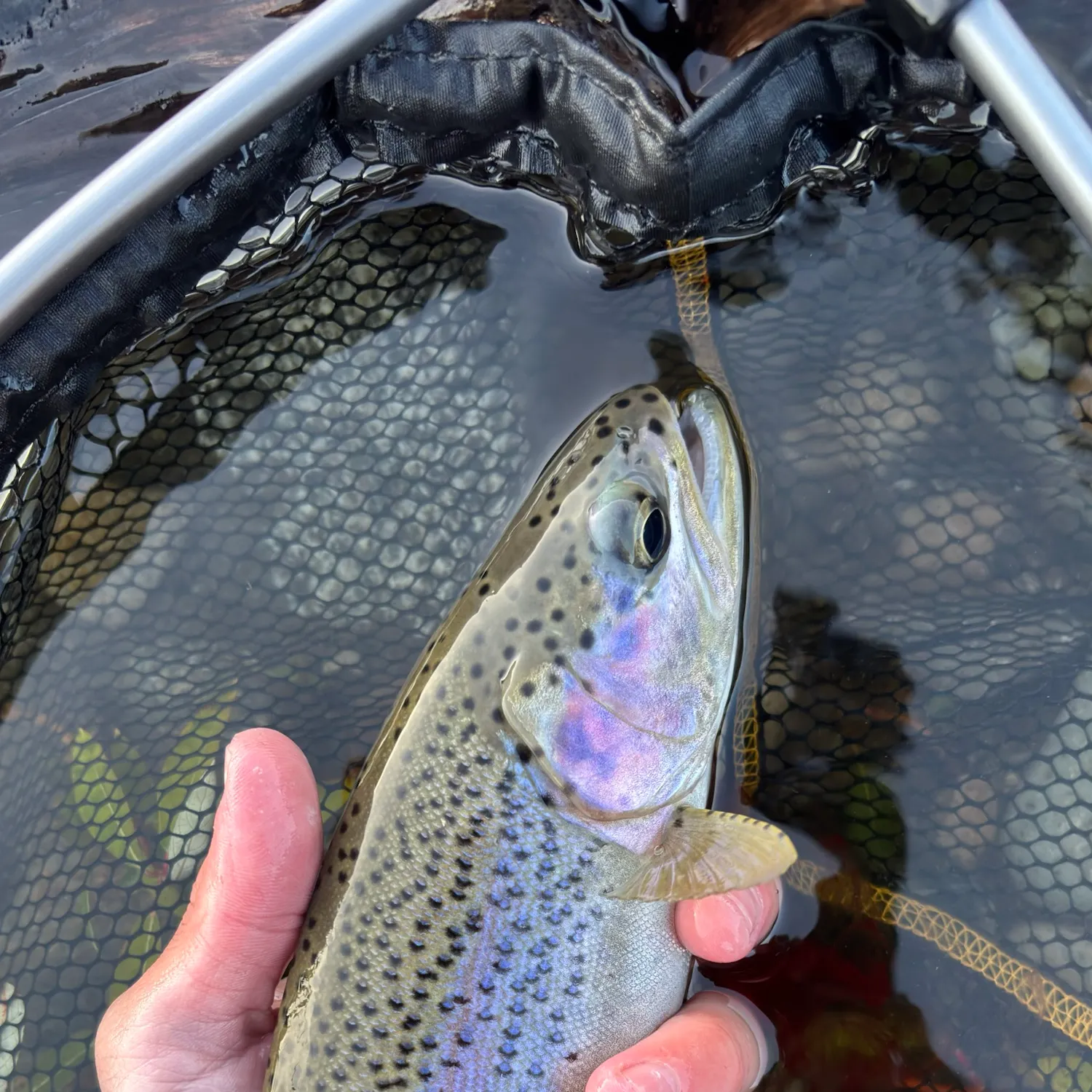 Rainbow trout caught on Fishbrain