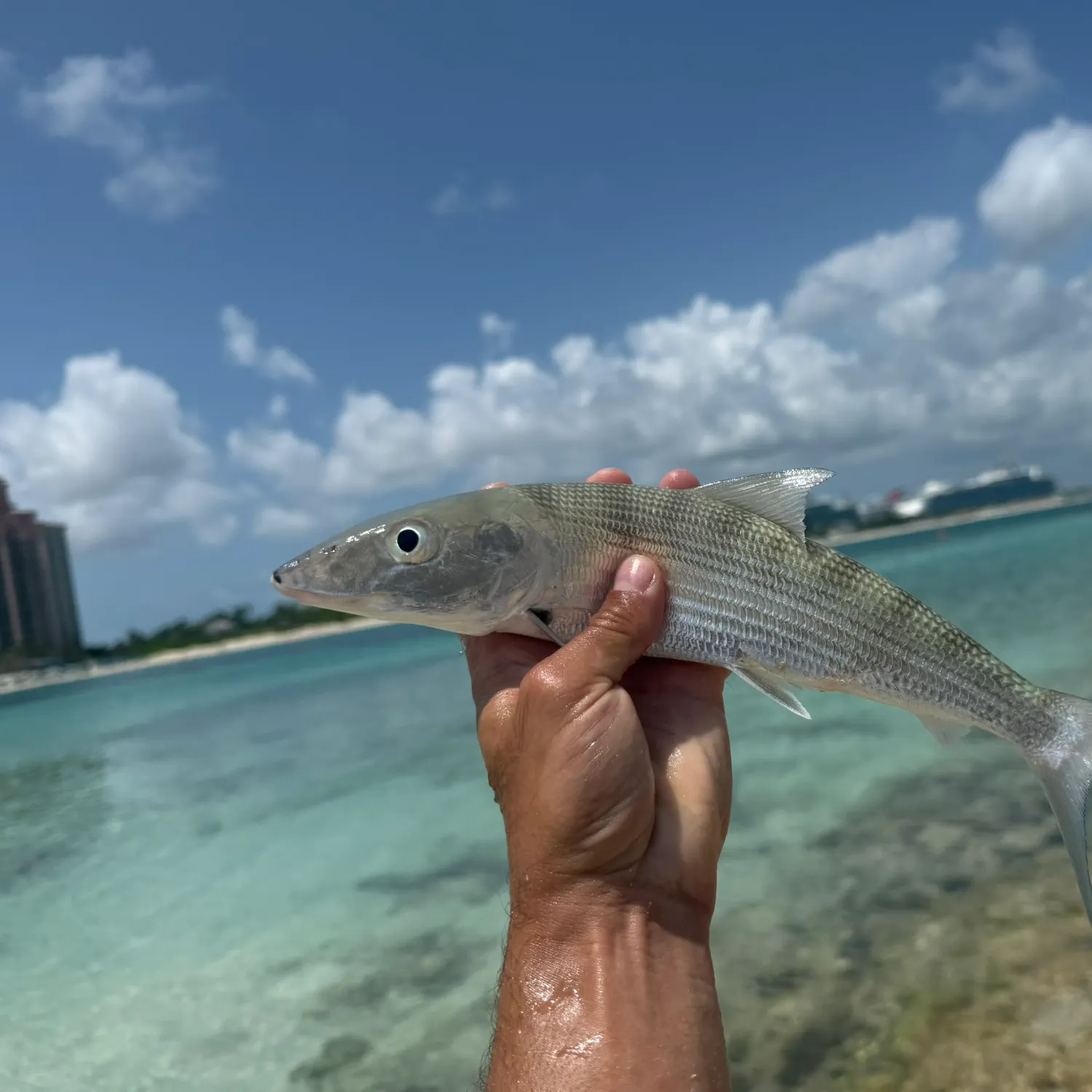 The most recent West Atlantic bonefish catches on Fishbrain