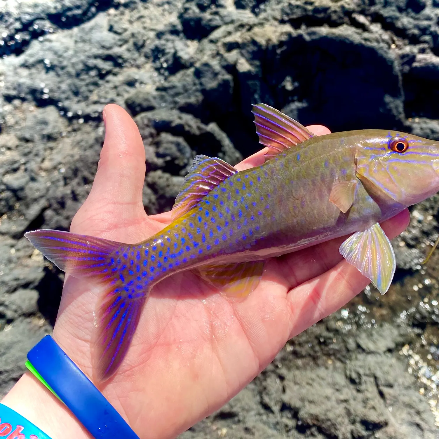 The most recent Goldsaddle goatfish catches on Fishbrain