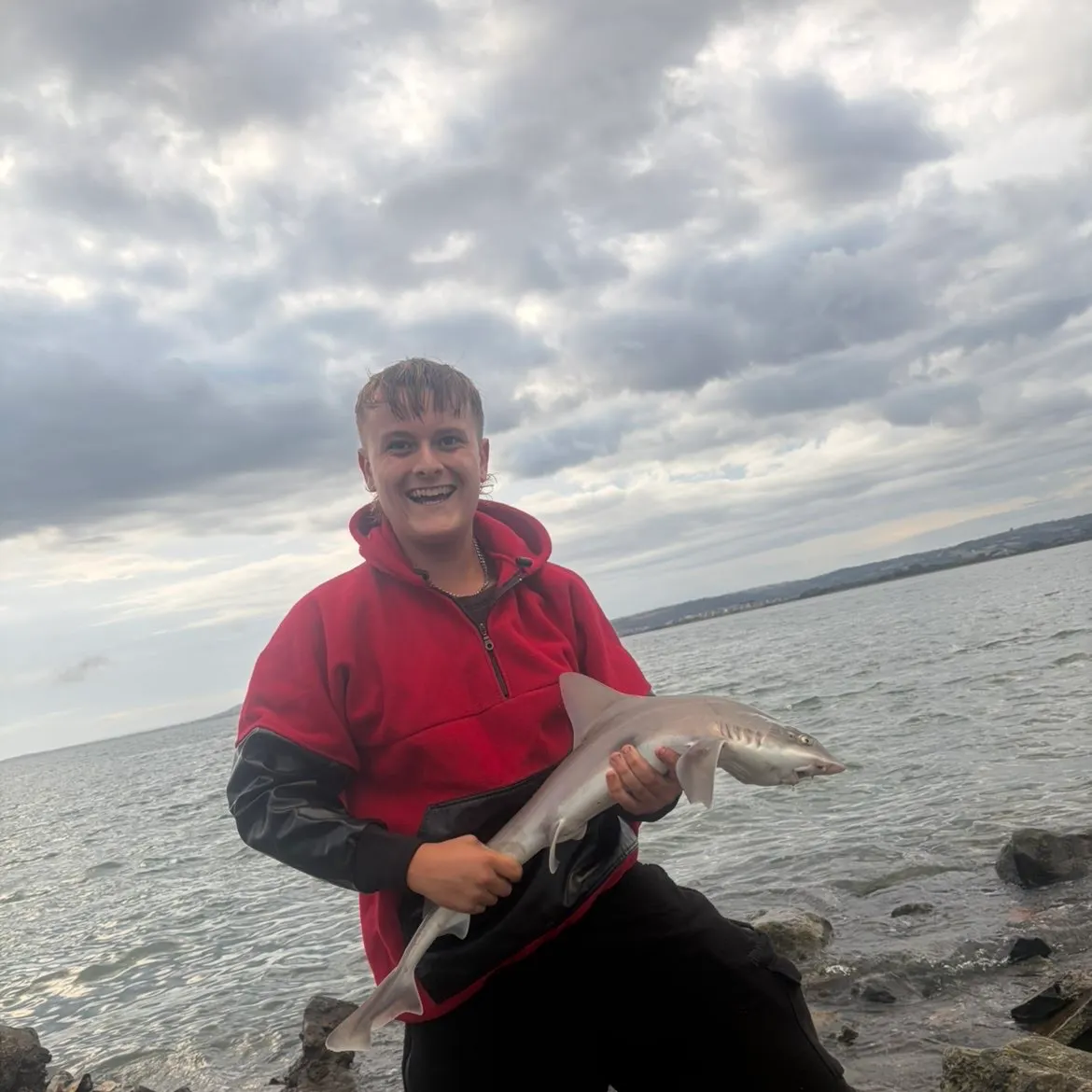 The most recent Starry smooth-hound catches on Fishbrain