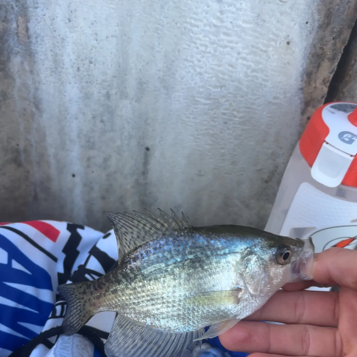 Black crappie caught on Fishbrain