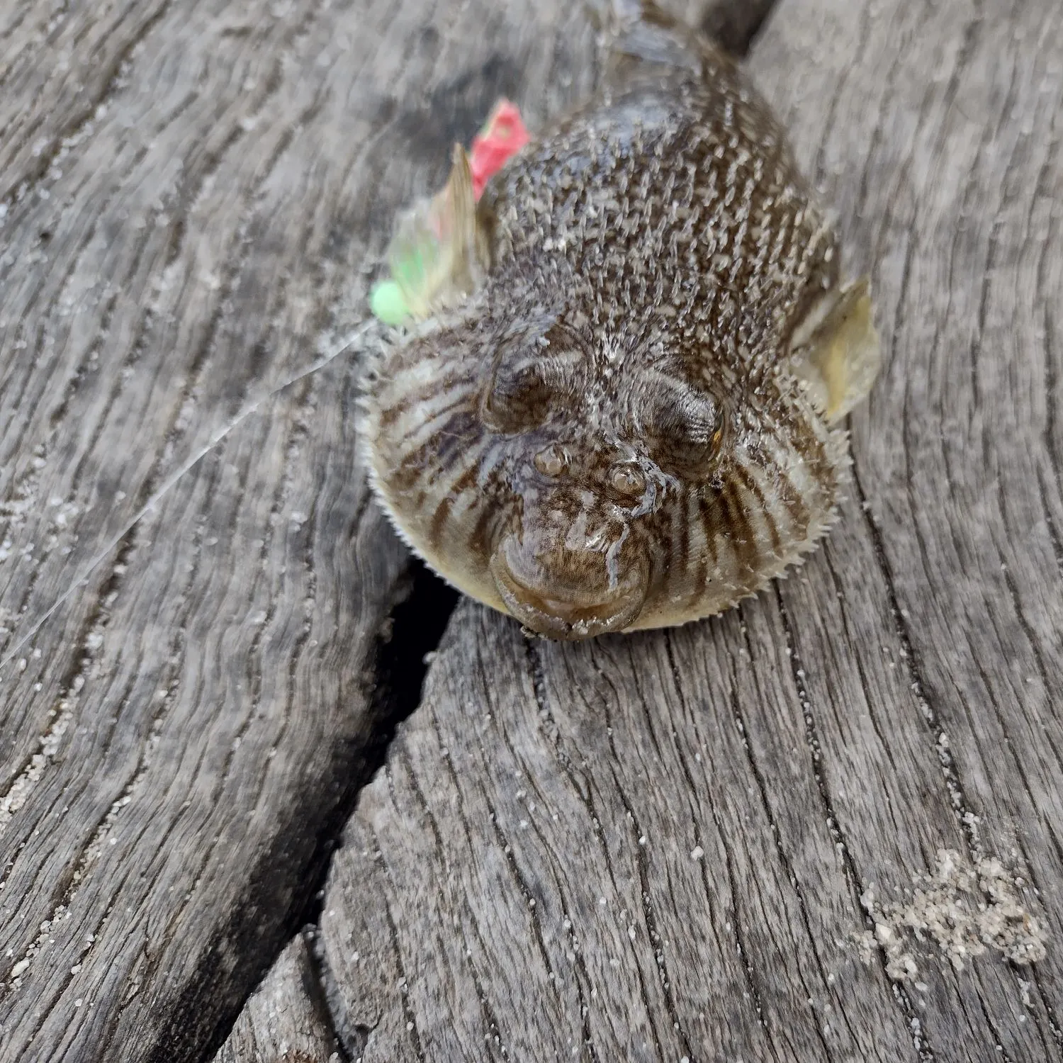 The most recent Milkspotted puffer catches on Fishbrain