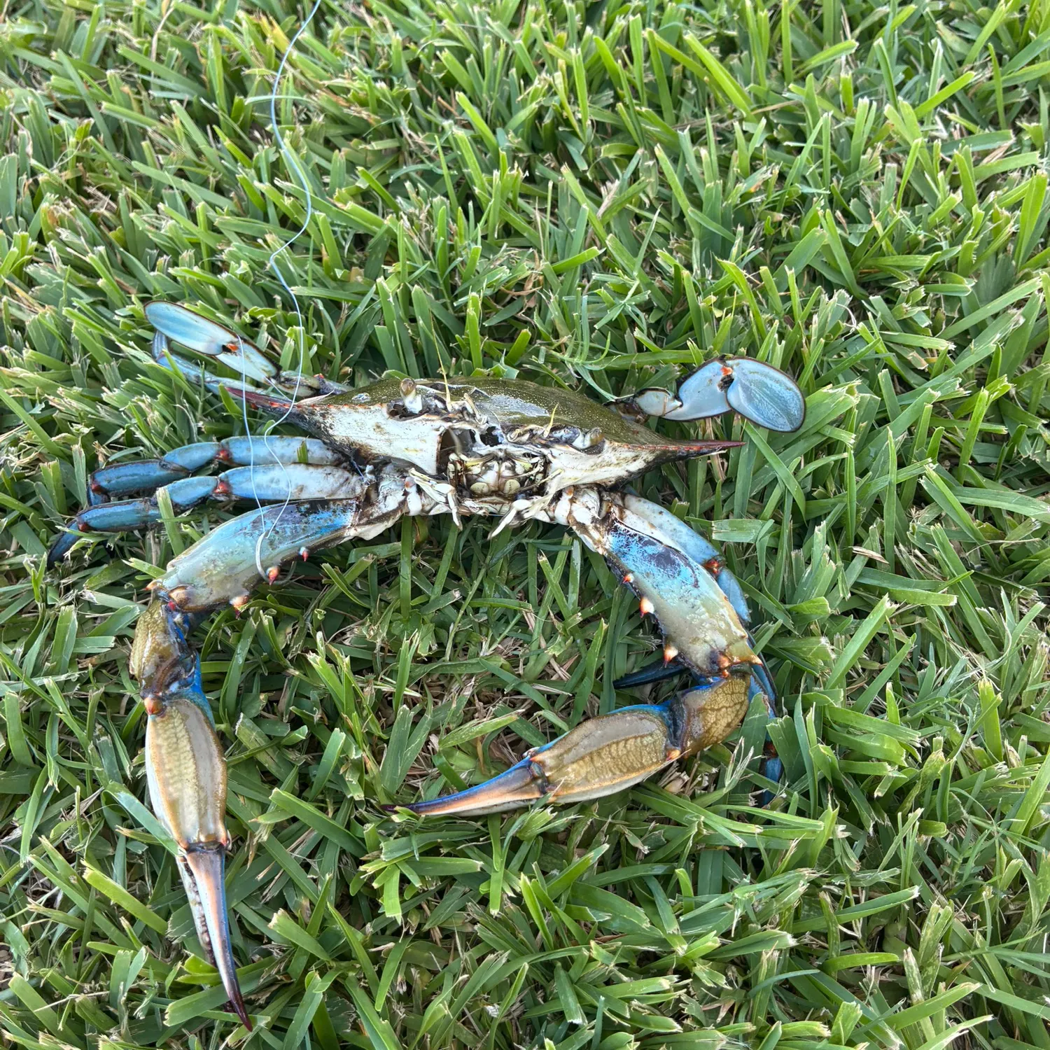 Blue crab caught on Fishbrain