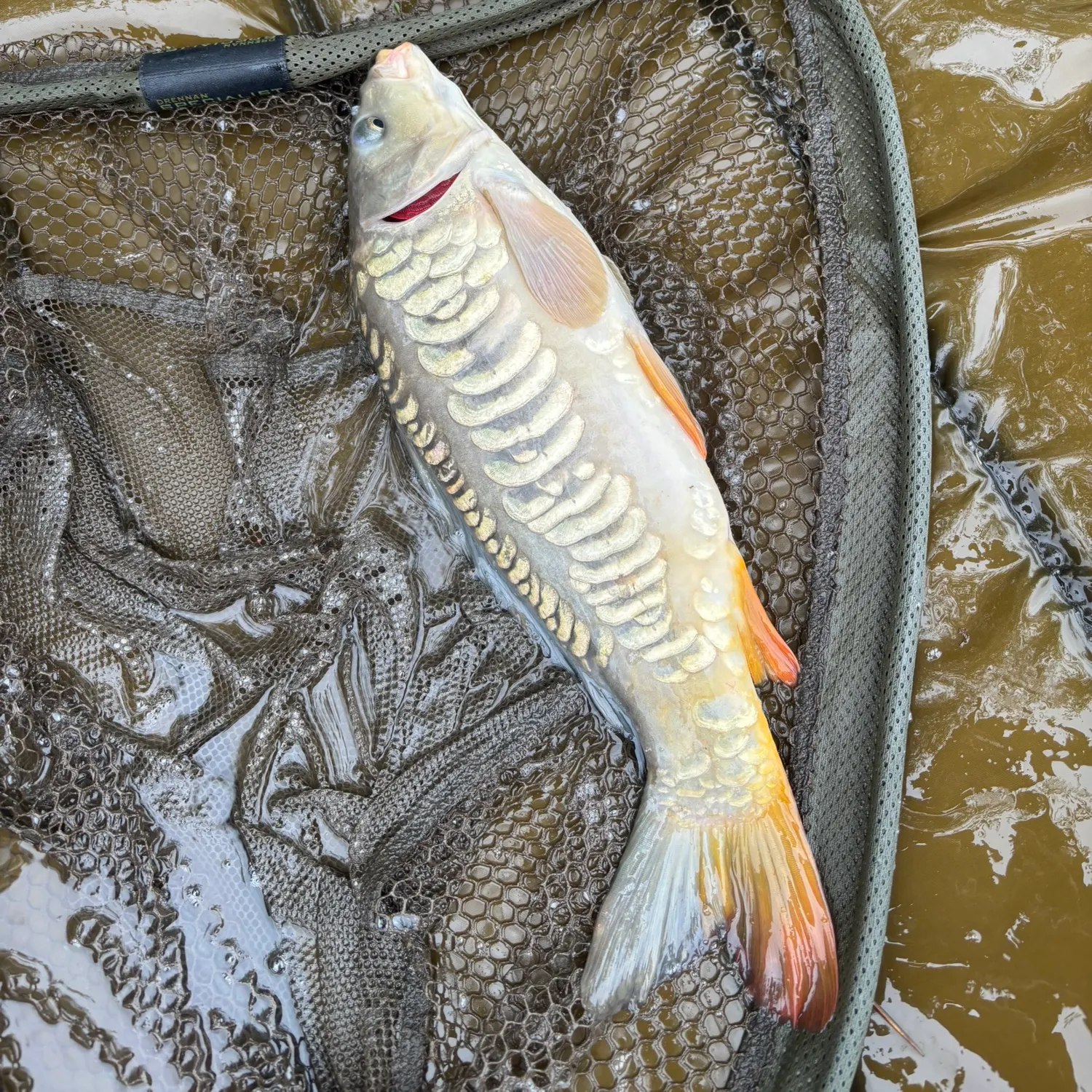 Mirror carp caught on Fishbrain
