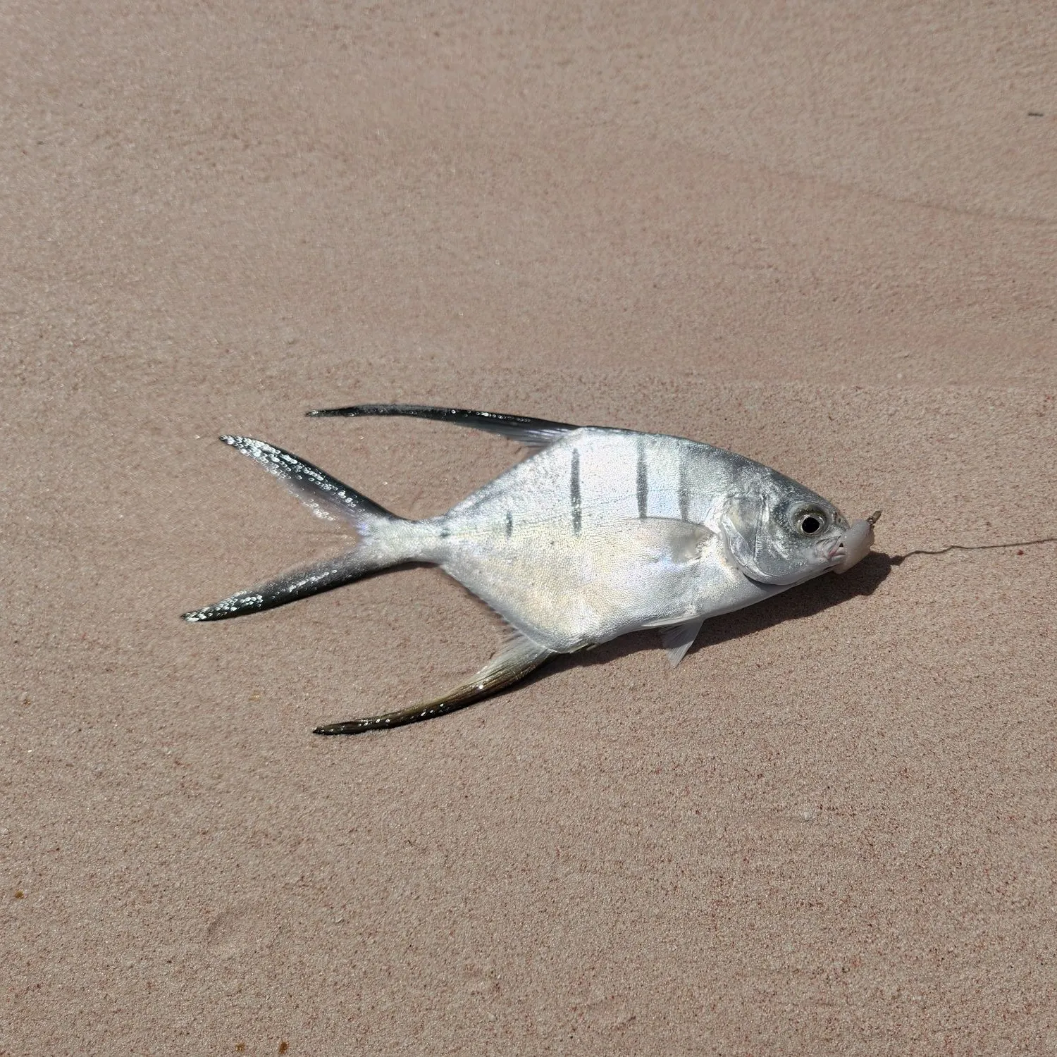 The most recent Palometa catches on Fishbrain
