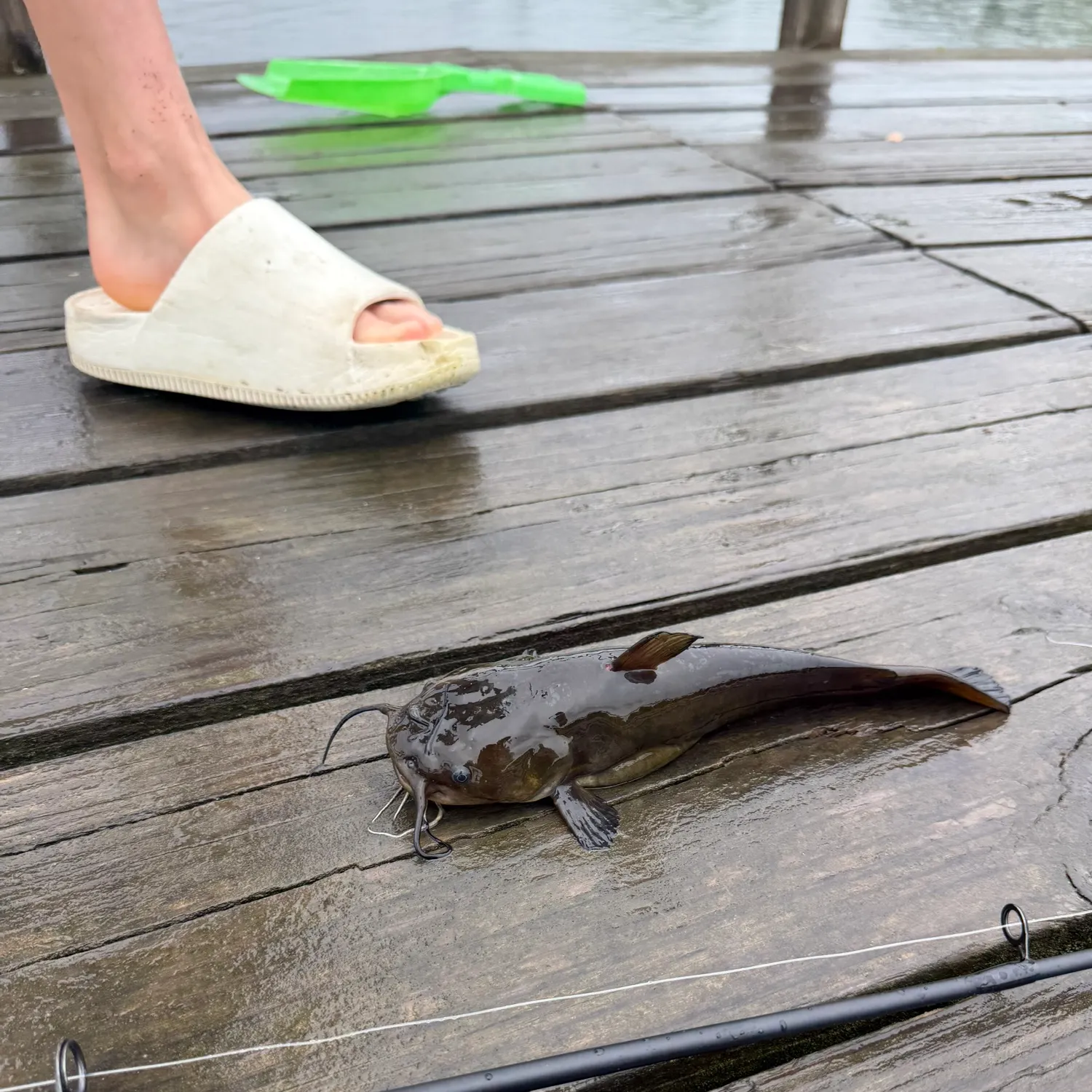 The most recent Flat bullhead catches on Fishbrain
