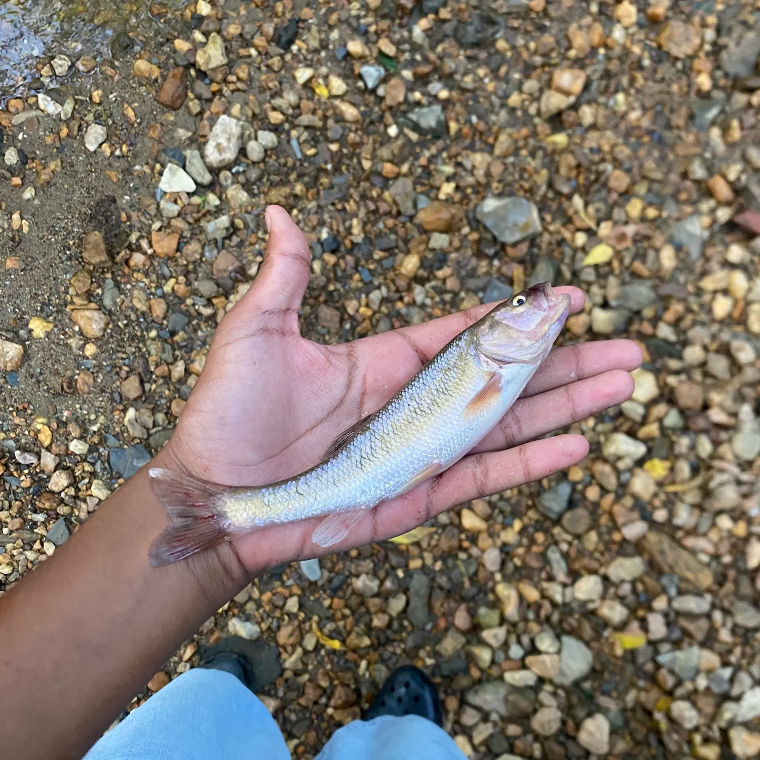 Creek chub caught on Fishbrain