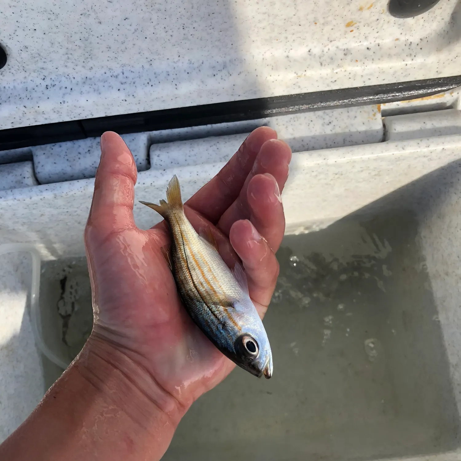 The most recent White seaperch catches on Fishbrain