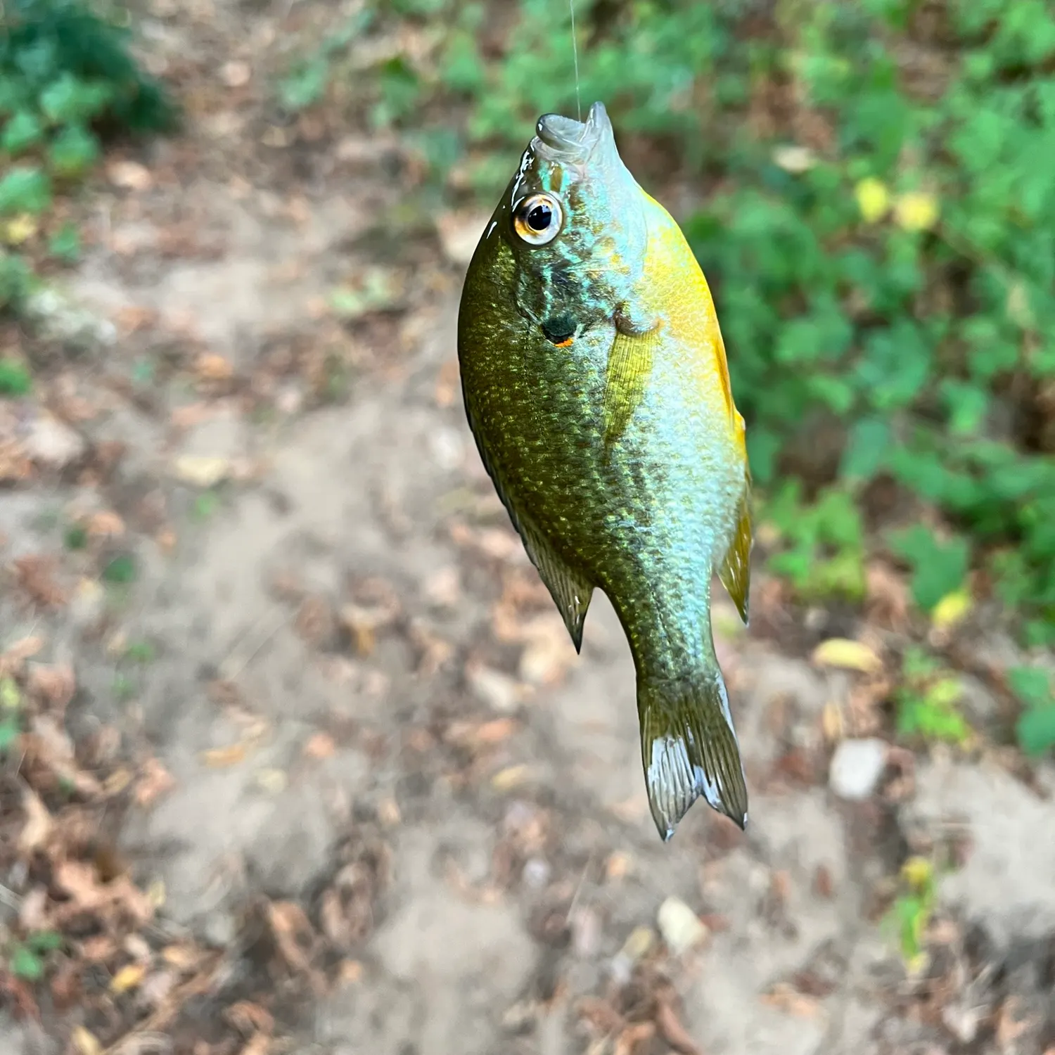 Pumpkinseed caught on Fishbrain