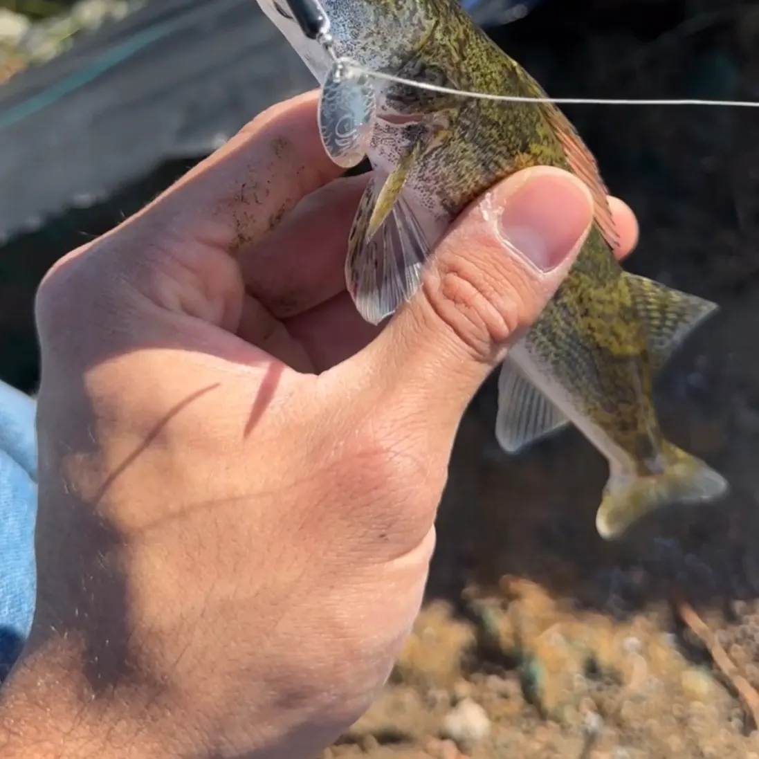 Walleye caught on Fishbrain