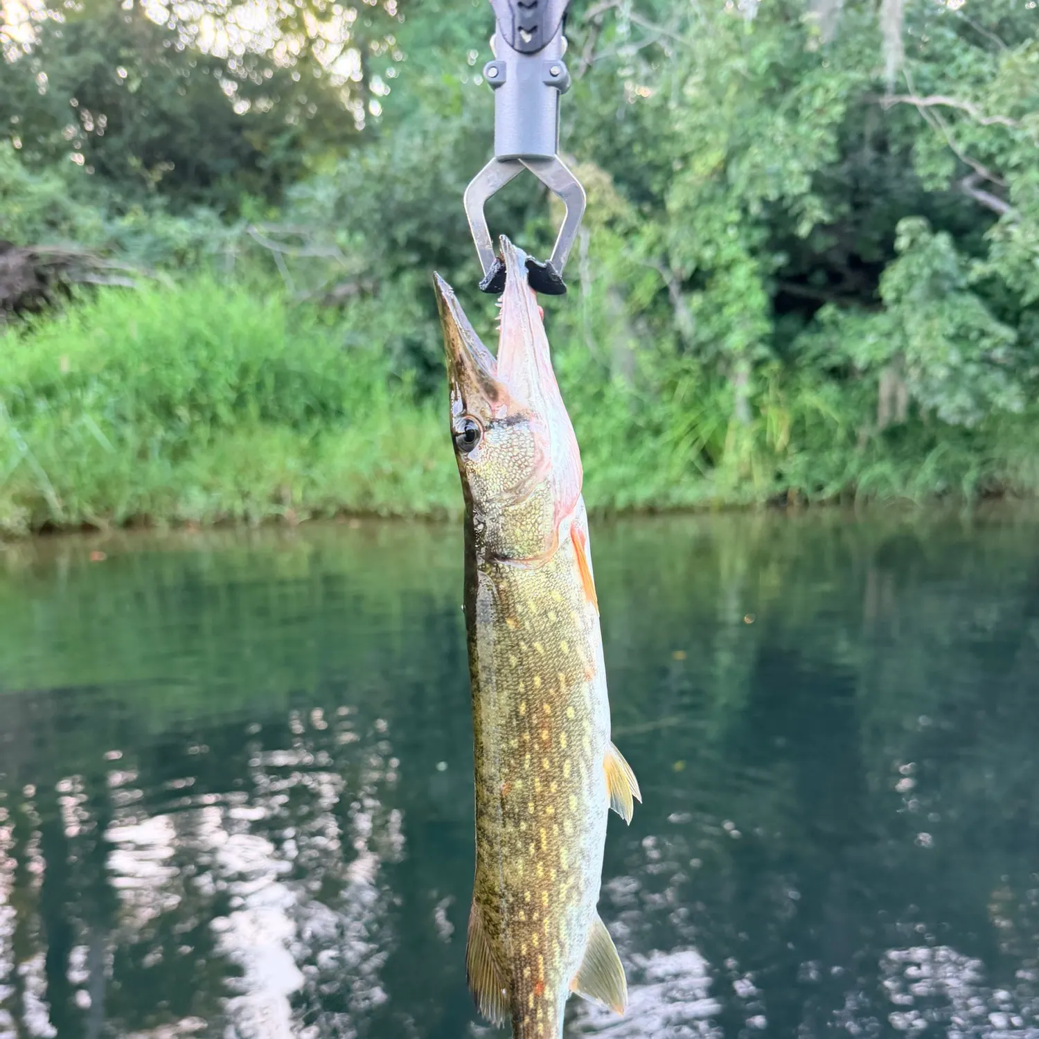 Chain pickerel caught on Fishbrain