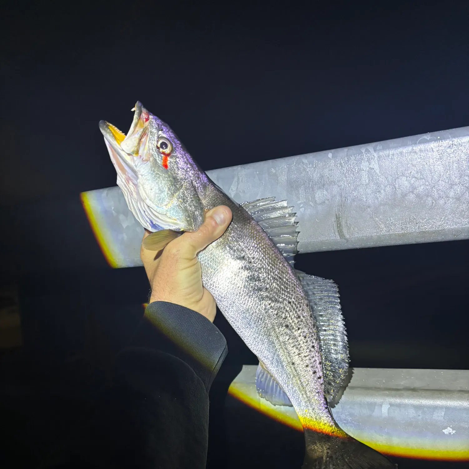 The most recent Spotted seatrout catches on Fishbrain