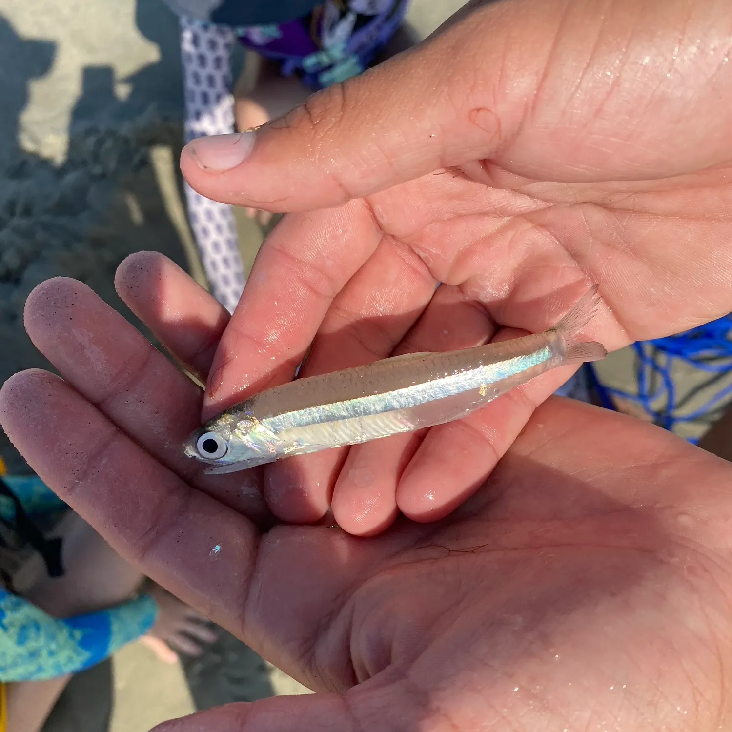 The most recent Broad-striped anchovy catches on Fishbrain