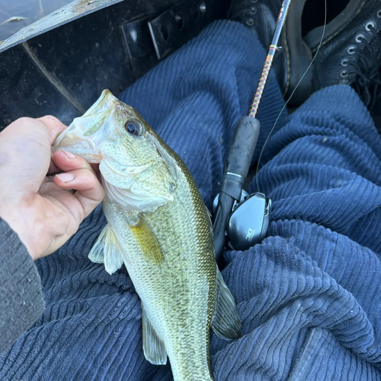 Largemouth bass caught on Fishbrain