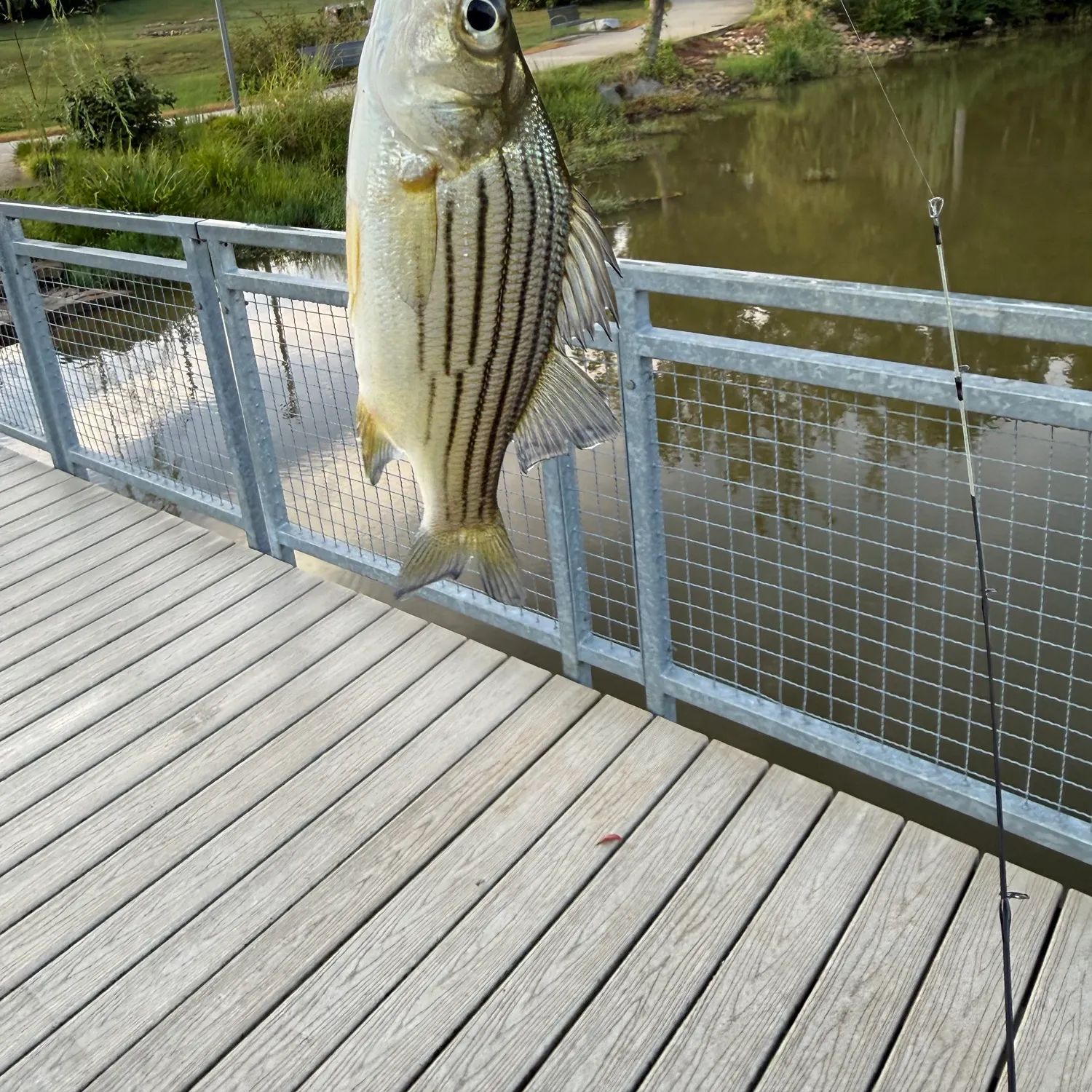 Yellow bass caught on Fishbrain