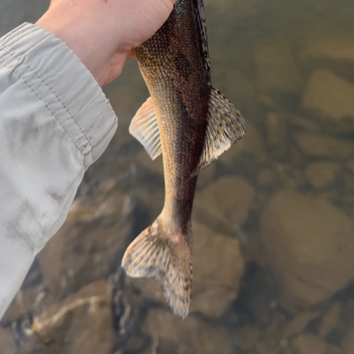 The most recent Sauger catches on Fishbrain
