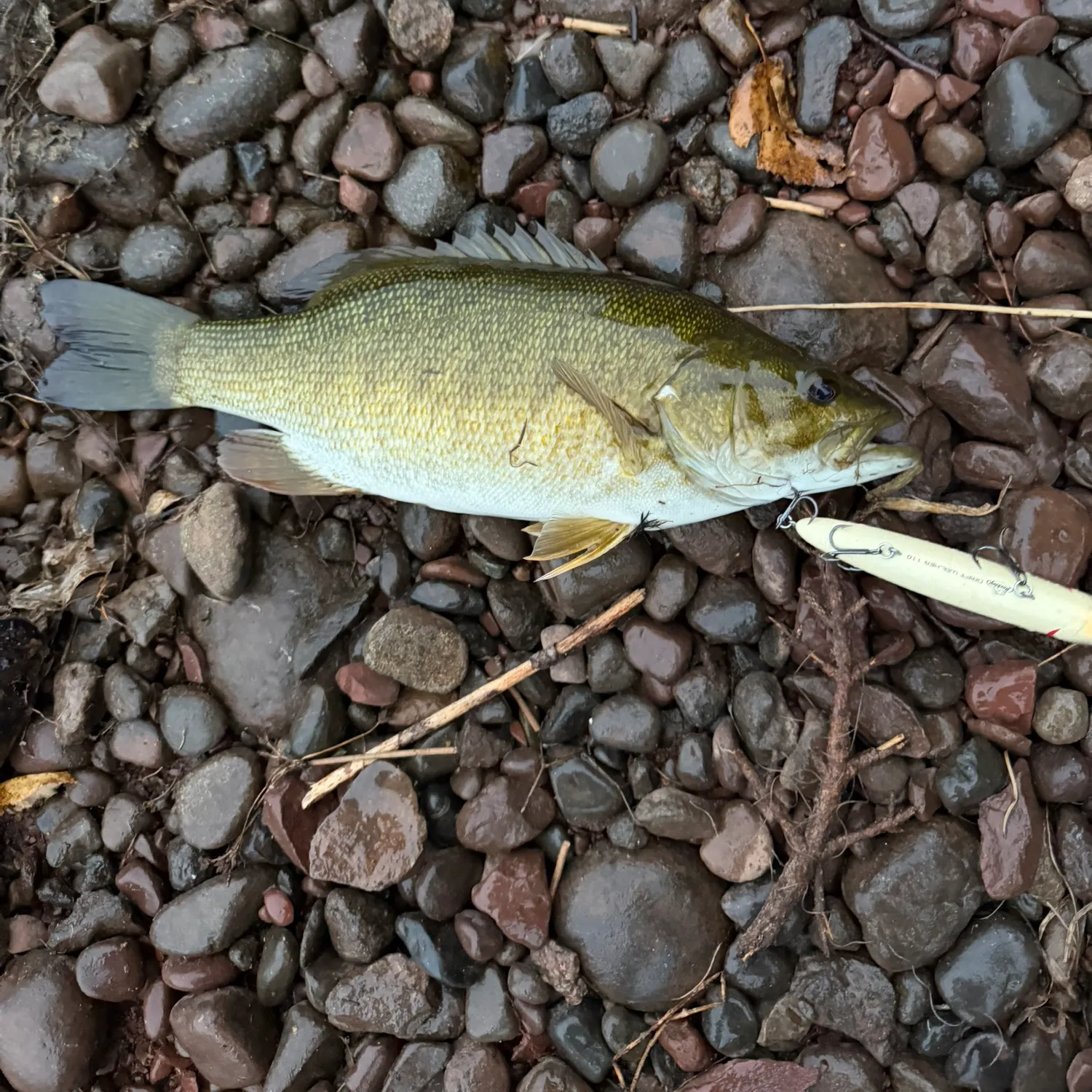 Smallmouth bass caught on Fishbrain