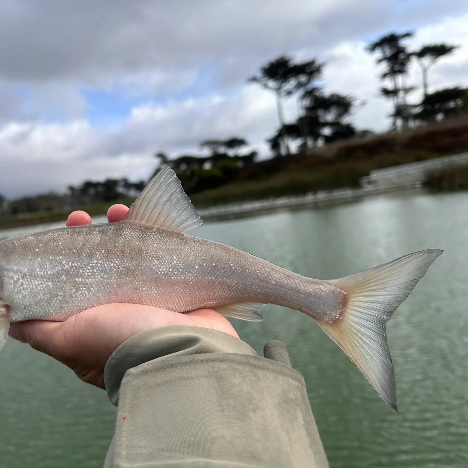 The most recent Sacramento blackfish catches on Fishbrain