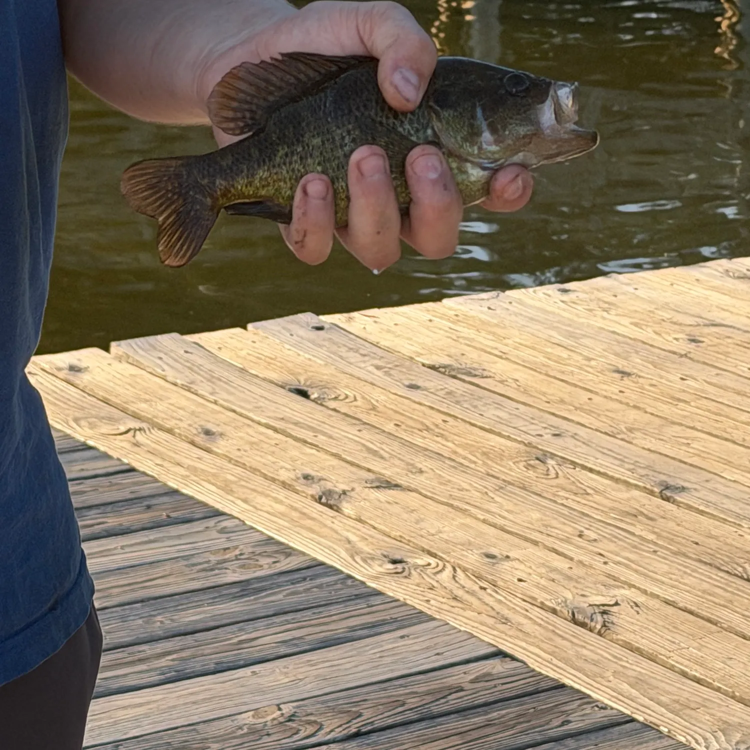 Warmouth caught on Fishbrain