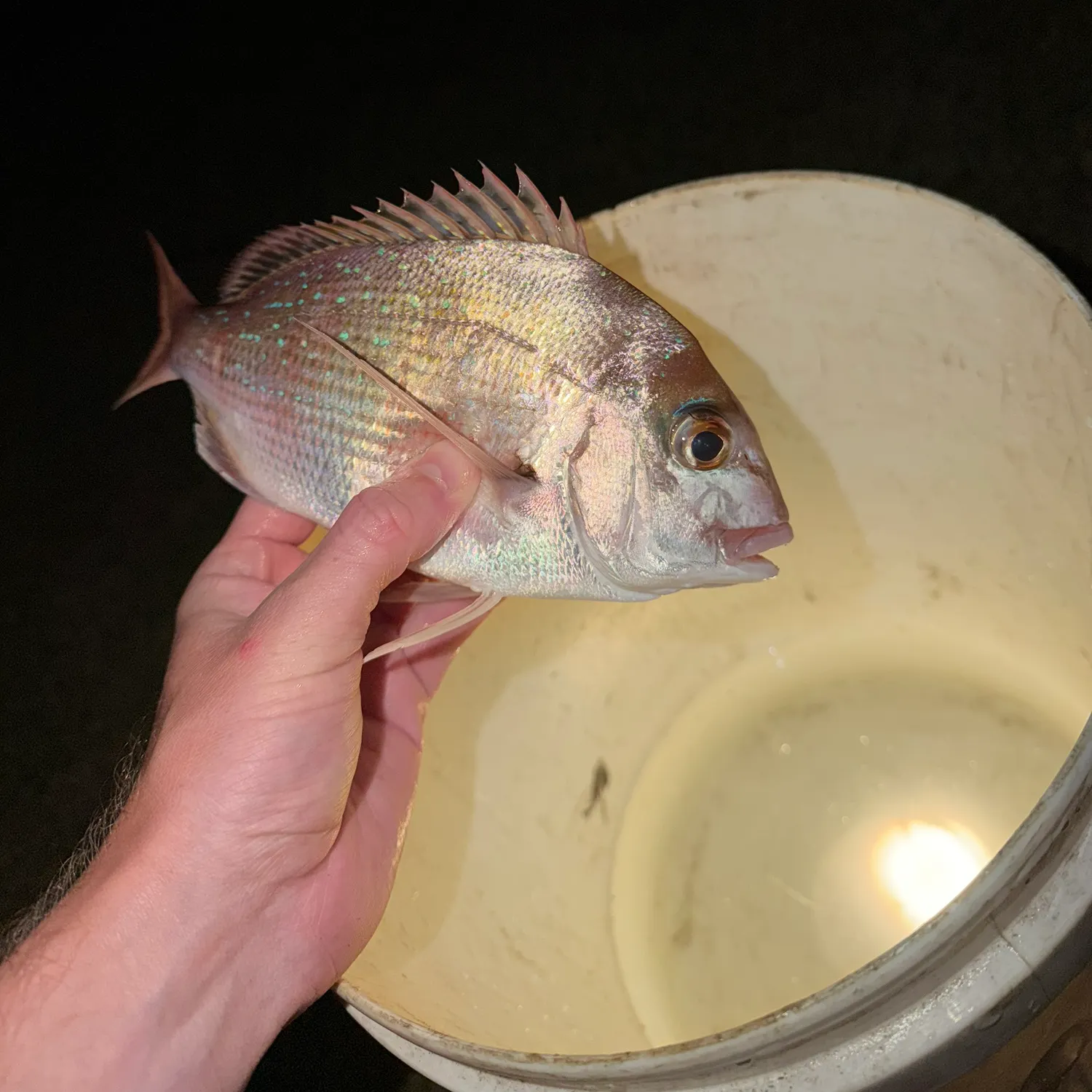 The most recent Silver trevally catches on Fishbrain